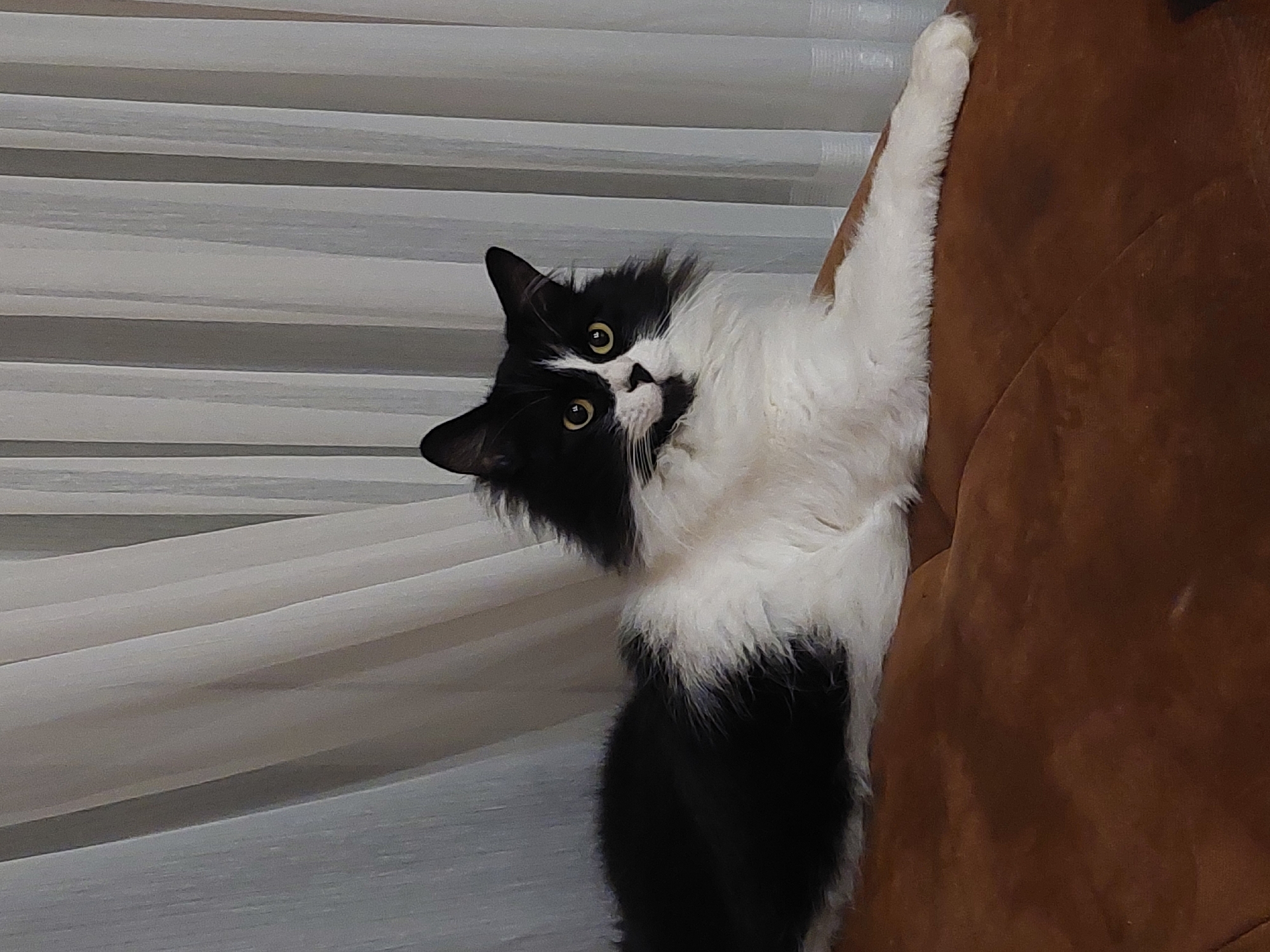 An indoor, close-up, and vertically oriented photograph features a striking black and white domestic cat with bright yellow eyes. The cat, which appears to be a medium-long haired variety with fluffy fur, is positioned on its side, seemingly holding onto the brown upholstered armrest or back of a couch or armchair. Its right front paw is extended upwards, gripping the furniture. The cat's head is tilted towards the viewer, displaying an inquisitive, alert, or playful expression as it looks directly at the camera. In the background, light-colored horizontal blinds or curtains are visible, suggesting a window and an indoor setting. The lighting suggests it is likely daytime. There is no visible text in the image. The scene is set indoors, with the provided context indicating Plovdiv, Bulgaria, as the location.