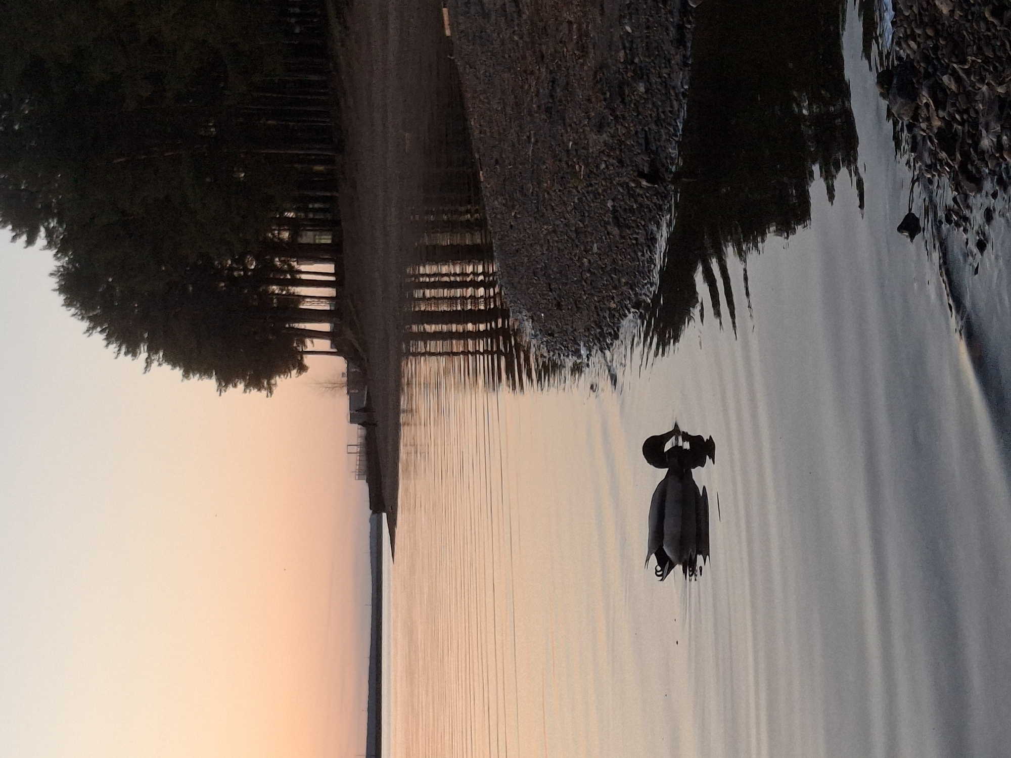The image depicts a waterscape at sunset, likely a lake or wide river, with a dark bird (possibly a swan or duck) floating on the water's surface. The shoreline is visible with a gravelly bank leading to a row of trees. The sunset casts a warm, orange glow on the sky and water, with reflections of the trees and the shoreline visible on the water. Based on the information provided, the location is likely Chaikovsky, Russia.