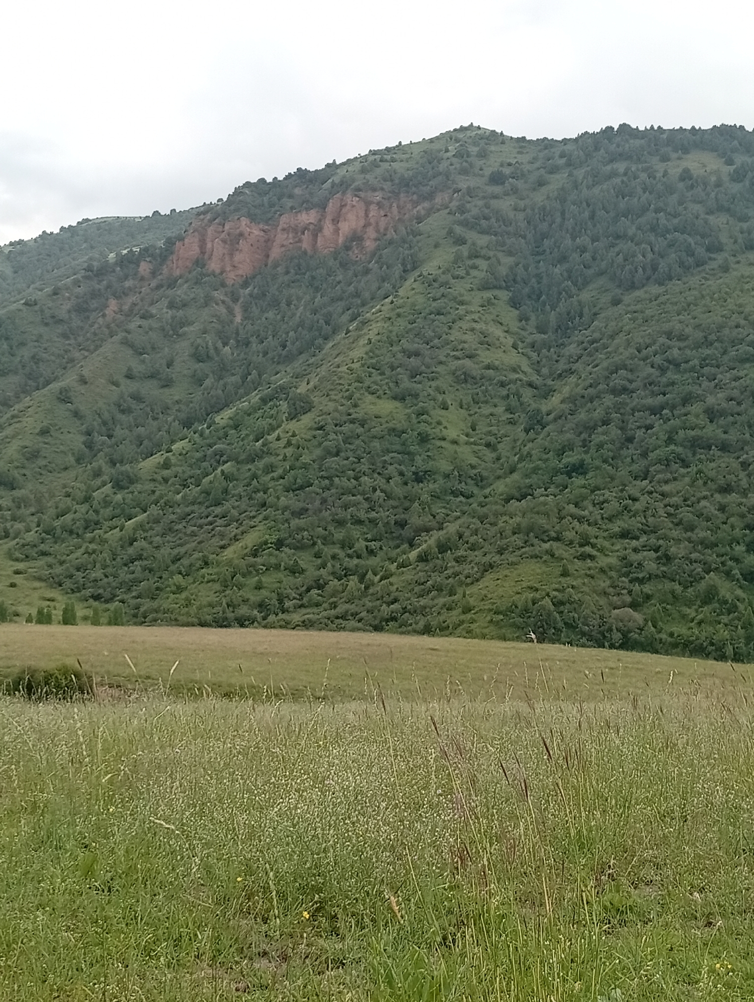 An outdoor, vertically oriented, medium shot captures a natural landscape. The foreground is dominated by a field of tall, green grass with some shorter white flowers interspersed throughout. In the mid-ground, a flatter, shorter grass field is visible, leading towards a large, densely forested mountain. The mountain is covered in a variety of green trees and shrubs, with a prominent reddish-brown rock face visible on its upper slopes. The sky is overcast and a pale grey. There are no visible people or structures in the image. The scene appears to be located in a rural or mountainous area.