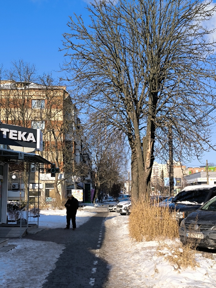 The image depicts an urban street scene in Vinnytsia, Ukraine, observed on a clear, sunny winter day. The sky is bright blue, and direct sunlight casts distinct shadows. Patches of snow and ice are visible on the ground, particularly along the roadside and in unpaved areas.
On the left side of the frame, several multi-story buildings line the street. The closest building features a ground-level commercial establishment with a dark awning and a partially visible sign reading "TEKA" (likely part of "APTEKA," a pharmacy). An illuminated green cross, typical for pharmacies, is visible above the entrance. The building itself is light brown/orange.
A single individual stands on the brick-paved sidewalk in the foreground, facing away from the camera. The person is dressed in dark winter clothing and is observed looking down at a mobile device held in their hands. Footprints are discernible in the snow patches on the sidewalk.
A wide, leafless deciduous tree with a thick, gnarled trunk dominates the mid-ground, positioned to the right of the sidewalk. Its bare branches extend across the upper portion of the frame. Further down the street, additional bare trees line the thoroughfare.
A paved road runs parallel to the sidewalk, where multiple vehicles are parked along the right side. Several cars, some with snow accumulated on their roofs and hoods, are visible. One dark vehicle in the foreground has a Ukrainian license plate displaying "AB 7971 IB." Dried, light-brown grasses and reeds protrude from the snow-covered ground along the edge of the road, adjacent to the parked cars and the base of the large tree.