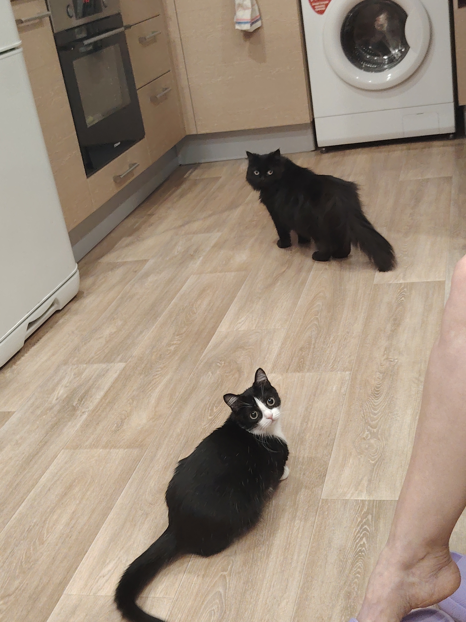 Two cats are present in a room with light-colored wooden floors. One is entirely black and is standing, facing the camera. The other is black and white, with its head turned towards the camera and its body facing away. The room contains beige kitchen cabinets, a white washing machine, and a foot.