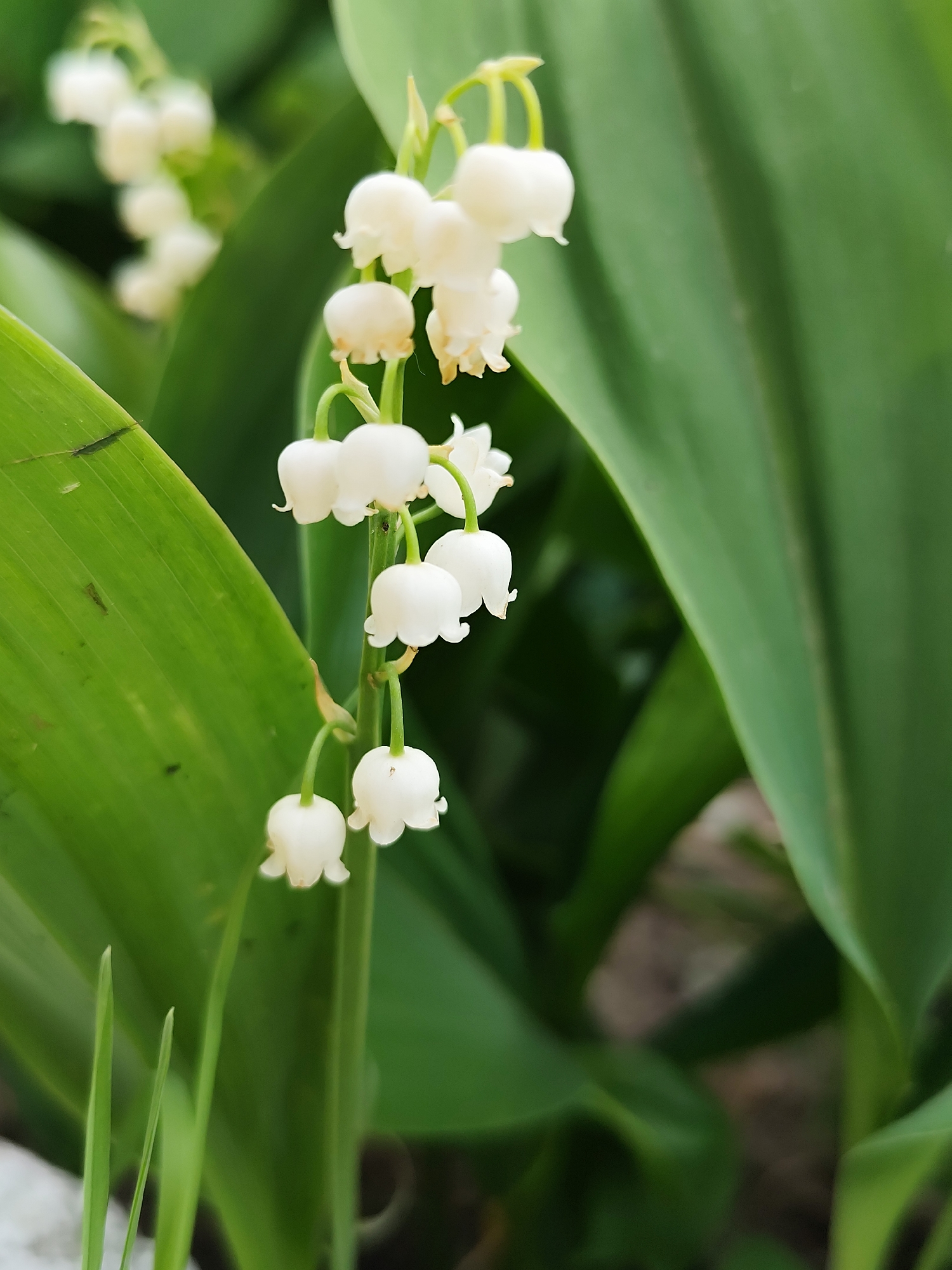 A close-up photograph shows a cluster of Lily of the Valley flowers in bloom. The flowers are small, white, and bell-shaped, hanging from a delicate stem. Green leaves surround the flowers, providing a backdrop. The focus is sharp on the flowers, while the background is slightly blurred. The location is specified as Фоки, Russia, though this is not visually apparent in the image. There are no people visible in the photograph.