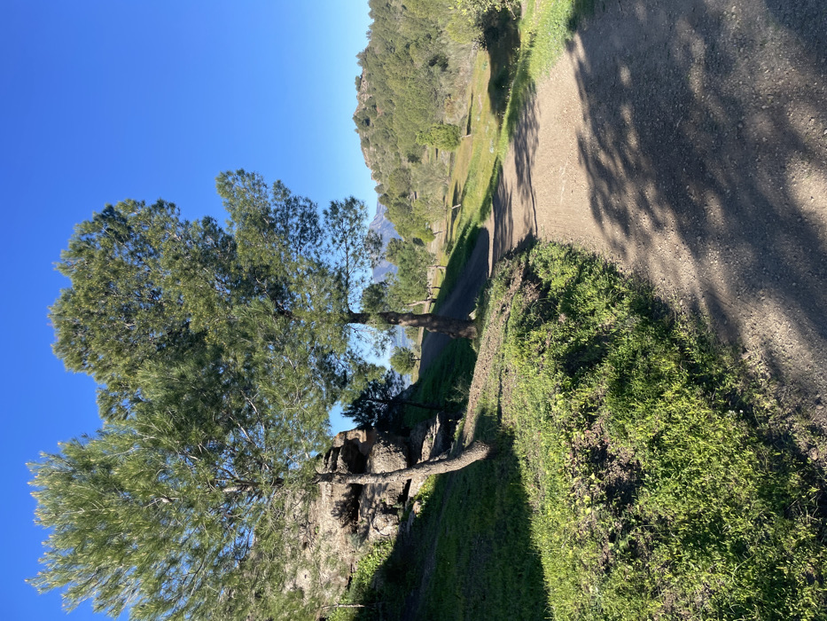 The image shows a dirt path leading up a hillside covered in green vegetation. The path is visible in the top right corner, and it is flanked by green grass and trees. The path appears to be winding and uneven. The hillside is densely covered in vegetation, with a large pine tree dominating the left side of the image. The location is a hillside in Álora, Spain, with coordinates 36.827, -4.722. The sky is clear and blue. The sunlight is bright, casting shadows on the ground. No people are present.