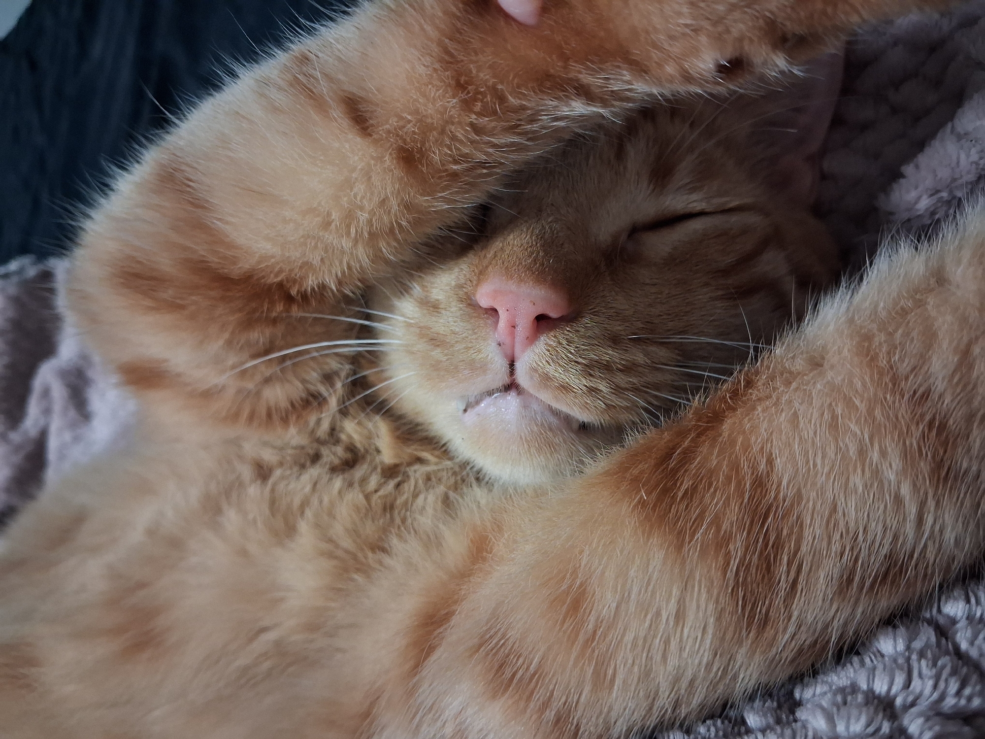 A close-up shot shows an orange tabby cat sleeping. Its eyes are closed, and its paws are crossed over its face. A pink nose is visible with some blemishes, and white whiskers are spread around the face. The cat is lying on a gray and pink textured blanket. The location in Varna, Bulgaria, is unknown.