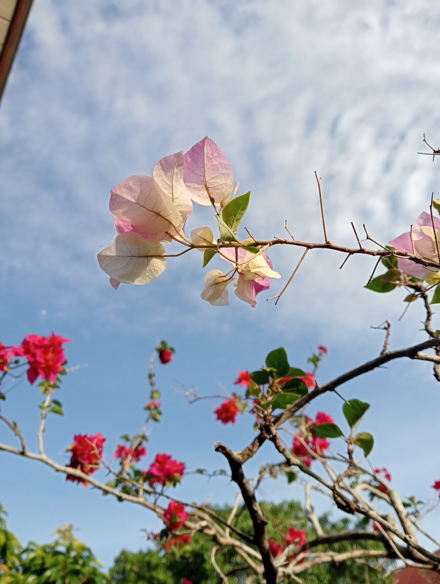 The image captures a close-up view of bougainvillea flowers against a bright blue sky with scattered clouds. In the foreground, delicate, pale pink and white bougainvillea bracts are prominently displayed, their veins visible in the soft light. To the lower left and right, clusters of vibrant pink bougainvillea are visible, some in focus and others slightly blurred. The branches of the bougainvillea plant are bare in many areas, with a few green leaves interspersed. The scene suggests an outdoor environment, likely a garden or yard, bathed in daylight. The context of Baratpayaitek, Indonesia, suggests a tropical or subtropical climate, which is consistent with the presence of bougainvillea. There are no people or specific structures of the city visible in this particular frame.