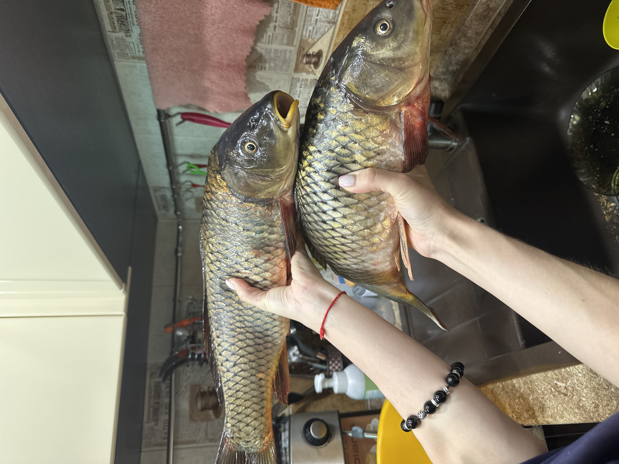 An indoor photograph, presented rotated, captures a person's hands holding two large, freshly caught or purchased carp fish. The fish are scaled, with dark heads and golden-brown bodies. One fish has its mouth open, revealing a yellow interior.
The person's hands and forearms are visible. One hand, holding the fish on the right, has light pink nail polish. This wrist wears a simple red string bracelet. The other hand, holding the fish on the left, shows part of a black beaded bracelet with silver accents.
The scene is set in a kitchen environment. In the background, a dark sink with some debris is visible on the right. A countertop runs across the middle ground, displaying a white soap dispenser, a yellow bowl or colander, and various other kitchen items. A pink towel hangs above a tiled wall, which is partially covered with patterned paper resembling old newspapers. Visible text on this paper includes what appears to be Cyrillic script, with "РАБОТЫ" (meaning "work" or "jobs") and "Free" partially discernible. Further left, a light-colored kitchen cabinet is visible. The image depicts the presentation of fresh fish, likely before preparation, in a domestic setting in Sayanogorsk, Russia.
