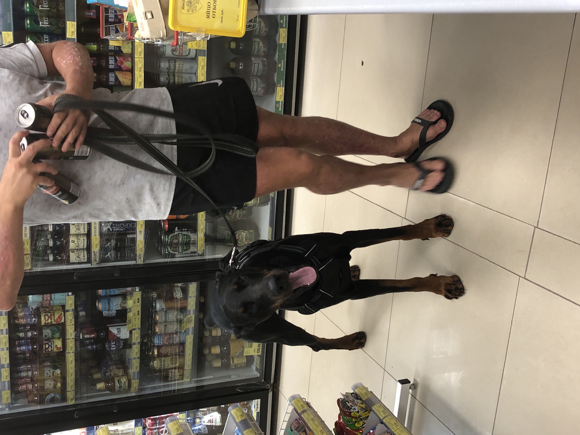 A Doberman pinscher on a leash stands in a well-lit commercial establishment, possibly a supermarket, with a tiled floor. The dog is black and tan, wearing a black harness. Its mouth is open, with its tongue hanging out. In the background, a person is visible from the waist down, wearing black shorts and flip-flops, holding two cans and the dog's leash. The person's arms and legs show signs of skin irritation or rash. Refrigerated display cases filled with beverages, including bottles and cans, are positioned behind the dog and the person. The environment appears to be a retail setting, potentially in Solikamsk, Russia, given the context of the prompt.