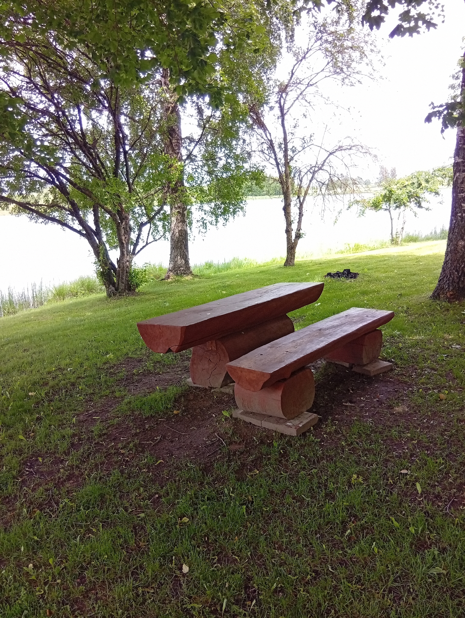 In Šaukėnai, Lithuania, an outdoor scene is depicted. Two rustic wooden benches, crafted from substantial logs, are positioned on a grassy slope leading down to a body of water. The larger bench is situated behind and slightly to the left of the smaller one, with both facing the water. The benches are supported by split logs resting on concrete blocks. In the background, a campfire pit with burnt wood is visible on the grass, beyond which trees and the bright sky dominate the scene. The environment suggests a recreational area, likely near a lake or river, given the presence of water and the seating arrangements.