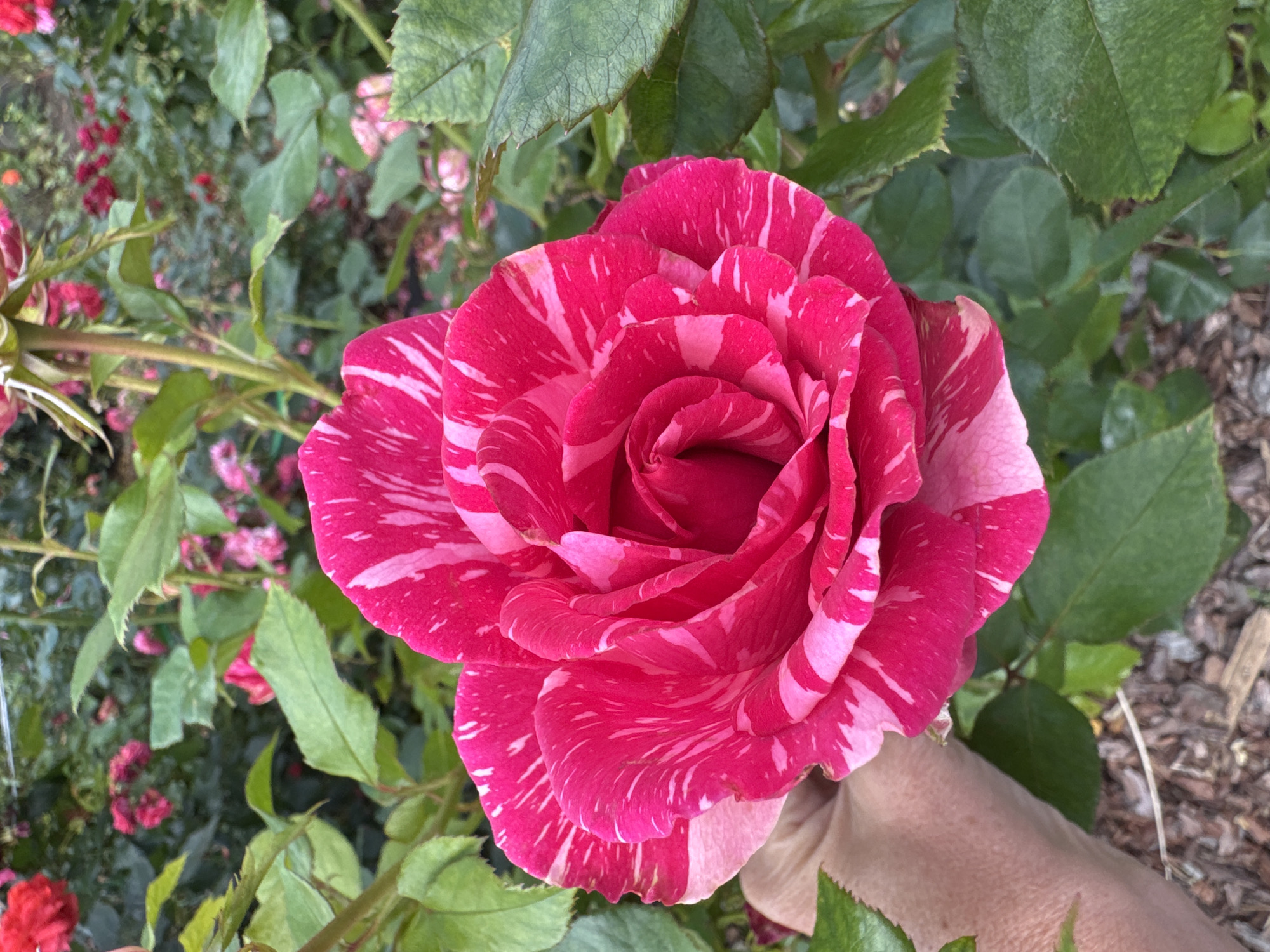A close-up shot captures a vibrant, striped rose, predominantly fuchsia with streaks of white, held by a person's hand. The rose is the primary focus, its petals unfurling in intricate layers. Behind the rose, a lush garden scene unfolds, with numerous other pink and red roses in varying stages of bloom, interspersed with abundant green foliage. The background appears slightly blurred, emphasizing the detail of the main rose. The ground beneath the plants is covered with mulch. The lighting suggests an outdoor setting, likely during daytime. There is no information available to determine the specific location within Saint Petersburg, Russia.