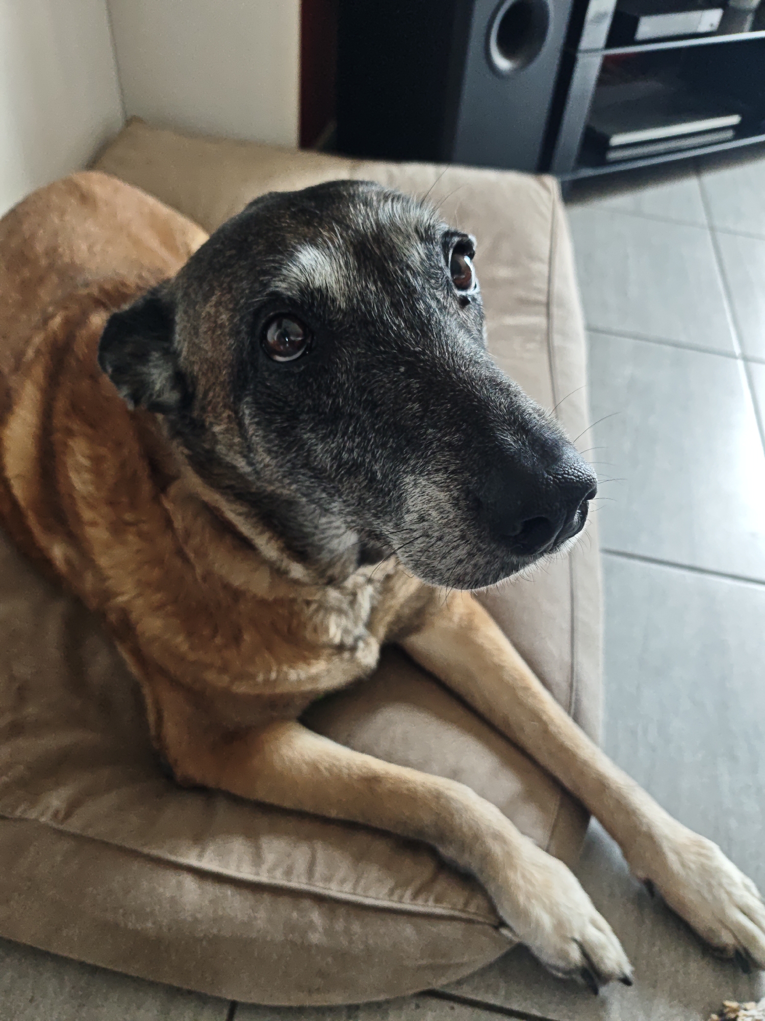 A dog is lying on a tan-colored cushion or dog bed. The dog has tan fur on its body and darker, gray fur on its face, particularly around the muzzle and eyes. The dog's front paws are outstretched in front of it. The background includes a wall, a tile floor, and a black speaker and television stand. This image does not appear to be set in Boust, France. There is no evidence of a city or location other than what is detailed.
