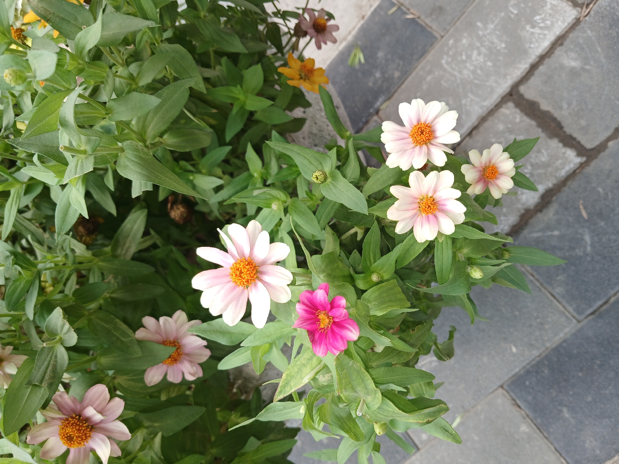 In the city of Tashkent, Uzbekistan, a close-up, top-down view captures a cluster of flowering plants, likely zinnias, with a focus on their blooms and foliage. The flowers display a variety of colors, including pale pink, vibrant fuchsia, and a few yellow and muted purple blooms in the background. The petals are delicate and pointed, radiating from bright orange centers. Lush green leaves surround the flowers, creating a dense, leafy backdrop. The plants are situated on a paved surface composed of dark gray rectangular bricks. The lighting suggests an outdoor setting, possibly a garden or street-side planter, with the overall impression being one of natural beauty against an urban backdrop. No people are visible in the frame.