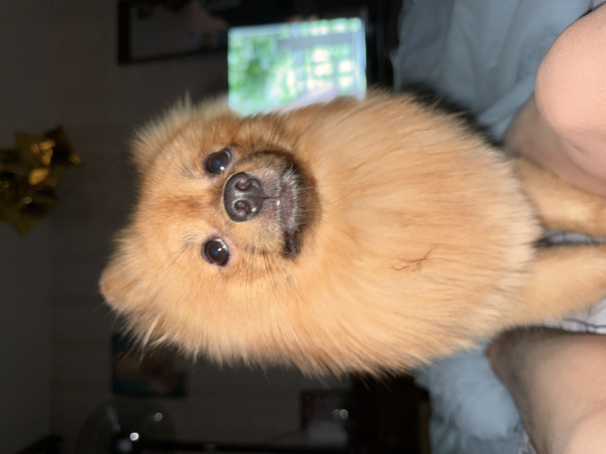 The scene, purportedly located in Moscow, Russia, depicts a small, light brown to reddish-orange Pomeranian-type dog standing upright on the bare legs of a human individual, who is partially visible in the foreground resting on light blue and white patterned bedding. The dog faces forward, its dark eyes displaying distinct reflections from an unseen light source. Its black nose is prominent, and its mouth is slightly agape. The background is dimly lit and out of focus, featuring several blurry light sources on the left. On the upper right, a bright, vertically oriented rectangular object shows a blurred green pattern resembling foliage, consistent with a digital display or a distant window view. A blurry golden, star-shaped object is visible suspended in the upper background.