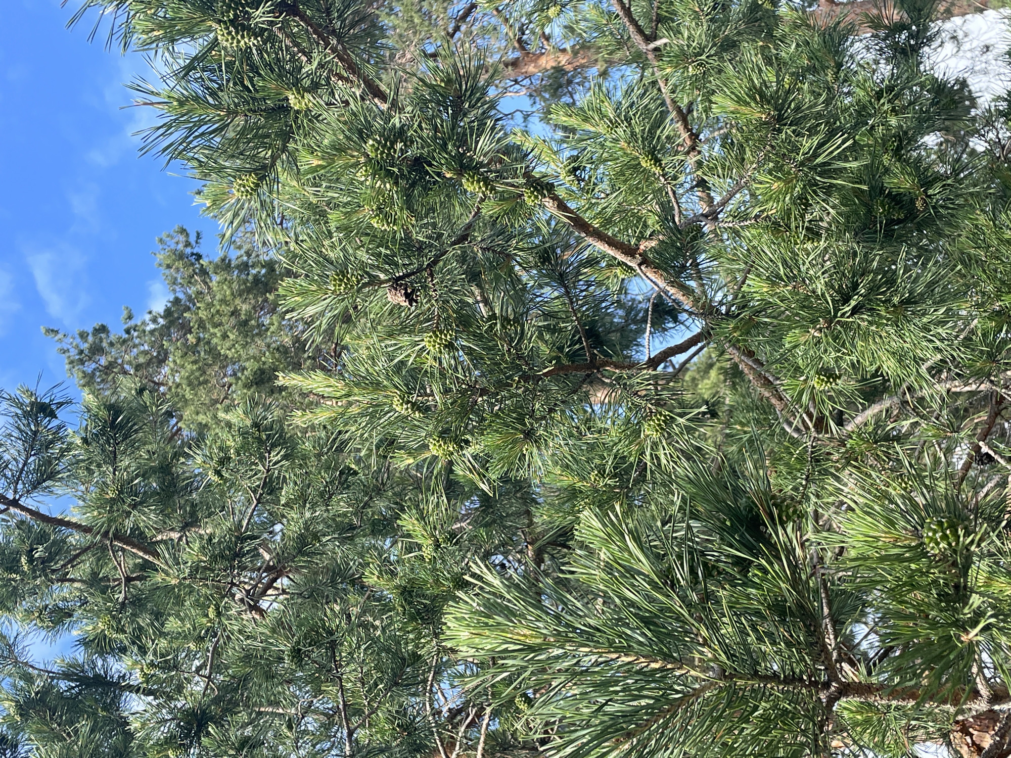 The image presents a detailed close-up of pine tree branches in bright daylight. Numerous elongated, dark green pine needles are visible, arranged in dense clusters along the brown branches. Abundant small, light green, immature pine cones are prominently displayed, frequently appearing in groups. The background consists primarily of a clear blue sky with minimal, wispy white clouds visible through gaps in the foliage. Portions of additional pine trees, characterized by darker green foliage and visible brown trunks, are discernible in the midground and background, indicating a forested setting. The scene is illuminated by direct sunlight. No human figures, animals, or artificial objects are present. This natural environment is located in Vasilevka, Russia.
