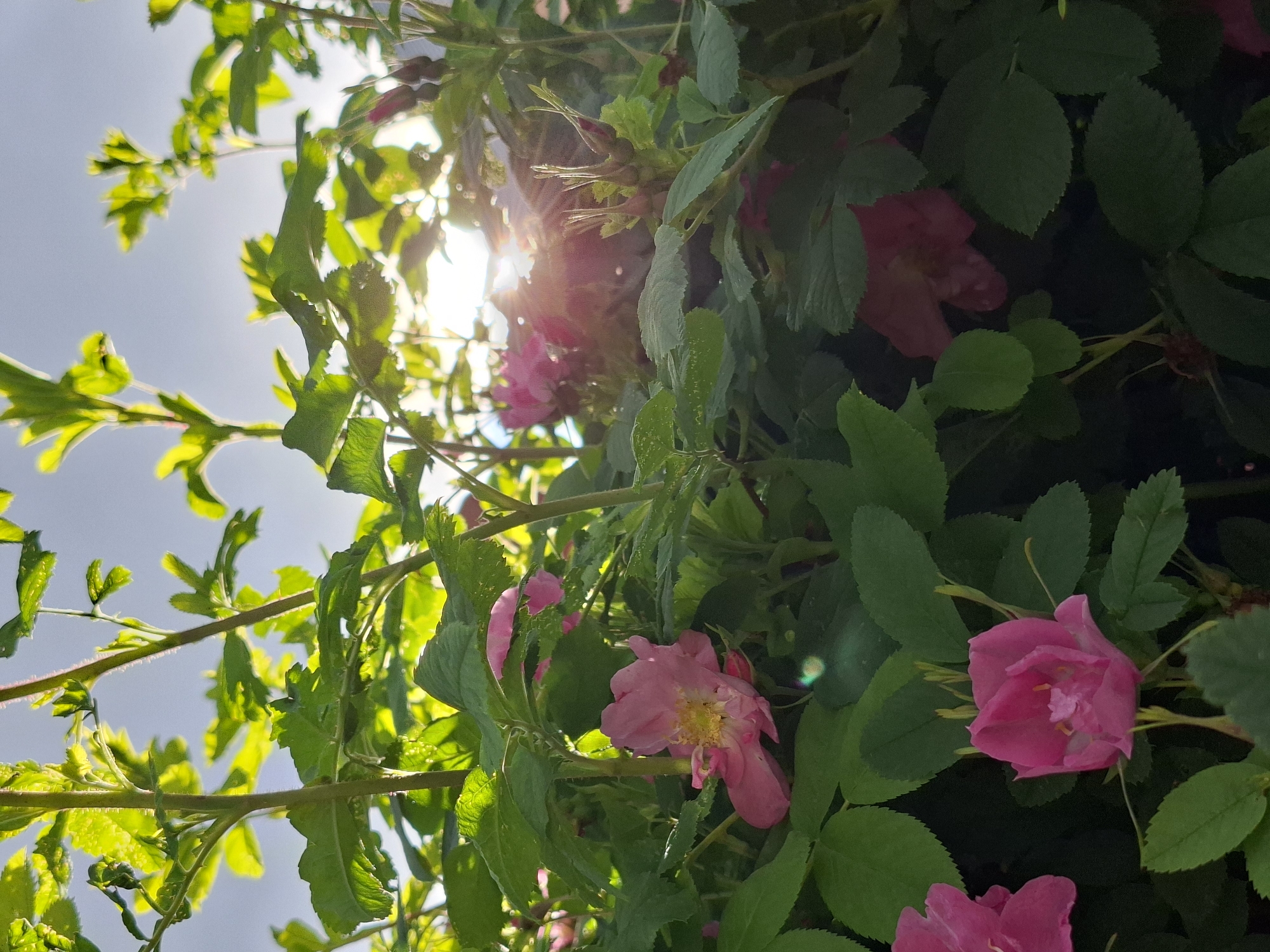 A vibrant, sun-drenched close-up image depicts a dense bush of flowering plants, likely wild roses, with numerous green leaves and pink blossoms against a bright sky. The perspective is low, looking upwards through the foliage. A strong light source, presumed to be the sun, is positioned in the upper right quadrant, largely obscured by leaves but producing a prominent star-shaped lens flare with radial rays and smaller circular artifacts.
The upper portion of the bush features bright lime-green leaves and young stems, heavily backlit and illuminated, appearing almost translucent in places. The lower and central parts of the bush are predominantly in shadow, rendering the leaves in darker shades of green.
Several pink flowers are visible. A light pink, partially open flower with a yellow stamen cluster is prominent in the mid-left. Another vivid pink, semi-open blossom is situated in the lower-left corner. Additional pink flowers and unopened buds are scattered throughout the bush, particularly in the mid-right, where a cluster of developing buds with prominent green sepals is discernible, also affected by the sun's glare. The flowers are generally five-petaled.
The background, visible through gaps in the foliage at the top, is a pale, uniform light blue or grey sky. No people, objects other than the plant, or specific environmental features identifying a city are visible. The scene is located in Unknown, Unknown.