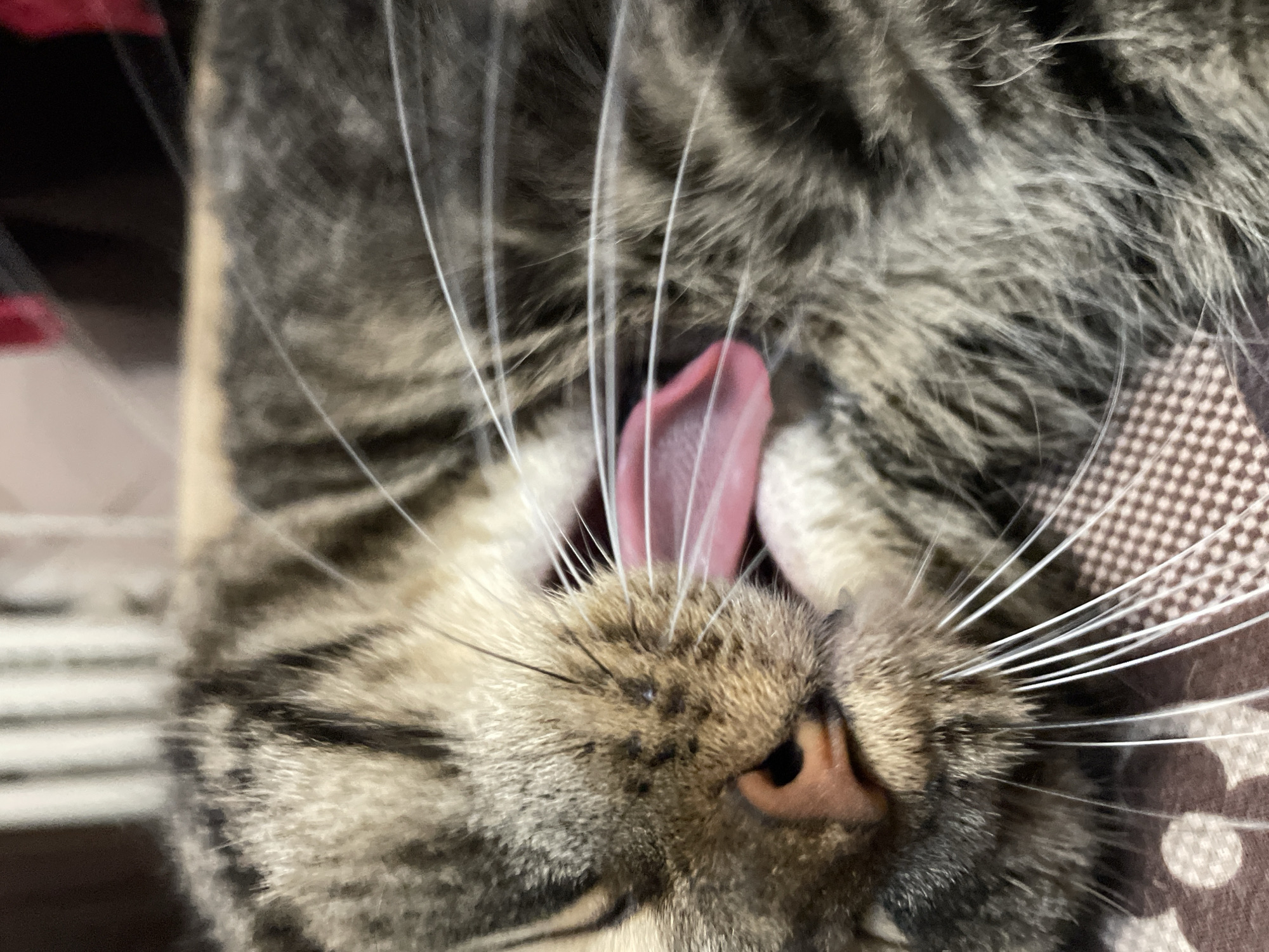 A close-up, slightly blurred, eye-level shot captures a tabby cat in mid-yawn. The cat's mouth is wide open, revealing a pink tongue and a hint of its teeth. Its eyes are closed, and its whiskers fan out from its face. The cat is lying on a patterned surface that appears to be a blanket or cushion. The background is out of focus, showing vertical lines that could be part of a furniture or wall. The image does not contain any information about the city of Cherkasy, Ukraine, or any specific location.