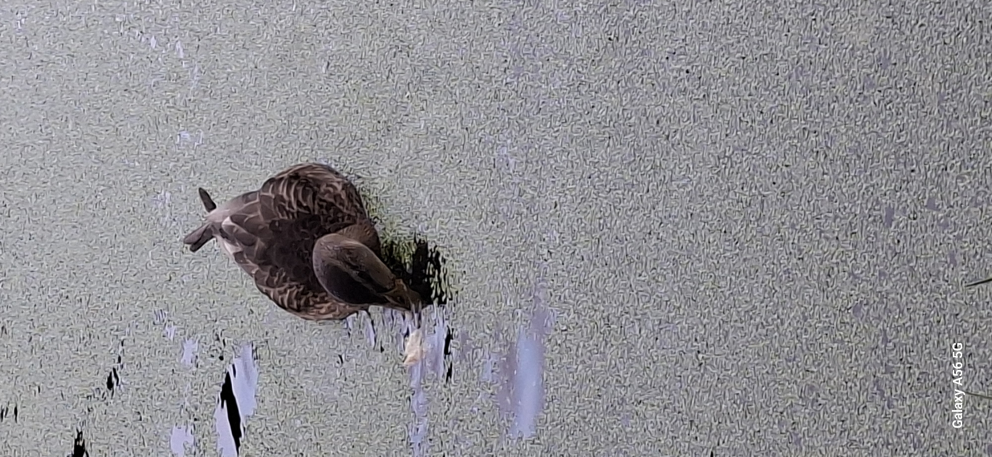 An overhead shot shows a mallard duck swimming in a pond covered with duckweed. The duck is facing downwards, its head submerged in the water as it appears to be eating something floating on the surface. The duck has brown and black patterned feathers. The background is a textured green of duckweed, with patches of darker water visible where the duckweed is thinner. The bottom left of the image shows a watermark that reads "Galaxy A56 5G". The location is in the city of Kommunarka, Russia.