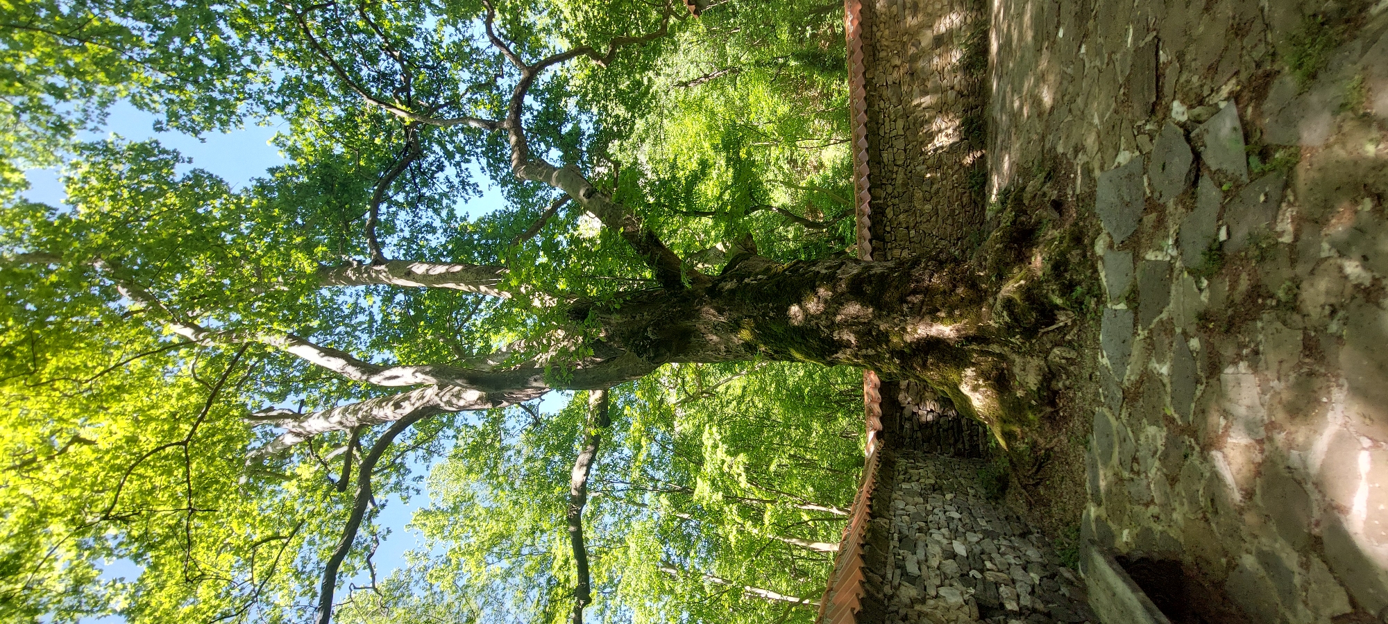 The image depicts a large, mature tree adjacent to a stone wall, likely in a natural setting. The tree has thick branches covered in lush green leaves, with some visible blue sky peeking through the foliage. The tree trunk is rugged, covered in moss, and appears aged. Next to the tree is a stone wall, built from uneven stones. The wall has a tiled roof and shows signs of age and weathering, with moss and dirt accumulation. The ground is covered in stone slabs. The location is likely Бачково, Bulgaria, given the prompt's specification. The scene suggests a park or historical site where the natural environment blends with human-built structures. There are no people visible in the image.