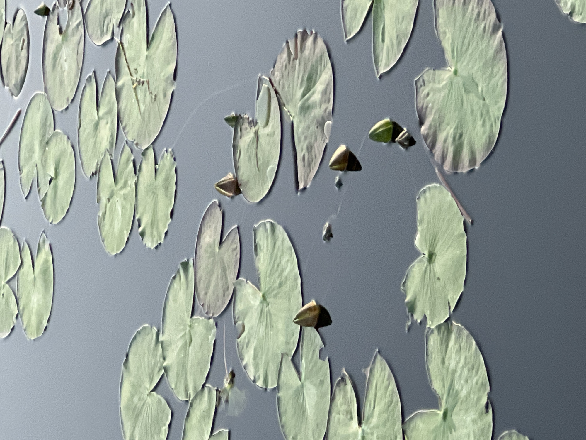A close-up, high-angle shot captures numerous green lily pads floating on a dark, still body of water. Several lily buds, some partially submerged, are scattered amongst the pads. The scene is devoid of any human presence or discernible urban elements, suggesting a natural setting. The water's surface is smooth, with subtle ripples indicating minimal disturbance. The lighting suggests it is daytime, possibly late afternoon given the soft illumination. The image is abstract and focuses on the textures and forms of the lily pads and buds.