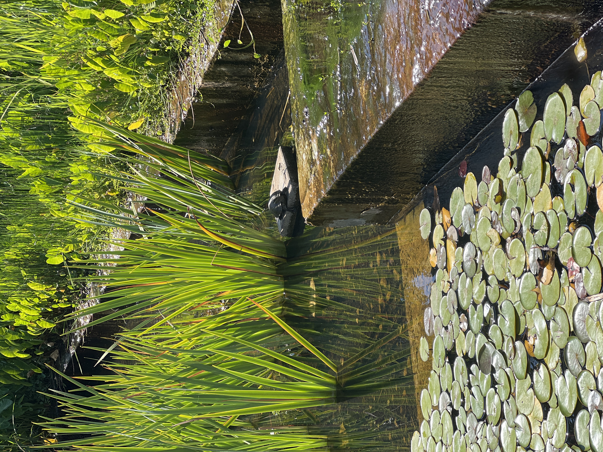 The image shows a pond with lily pads and tall green reeds. In the middle of the pond, a turtle is resting on a stone. The pond is surrounded by concrete structures, and there are more plants visible in the background. The scene appears to be outdoors, in a garden or park setting. This specific pond is located in Kiryat Bialik, Israel.