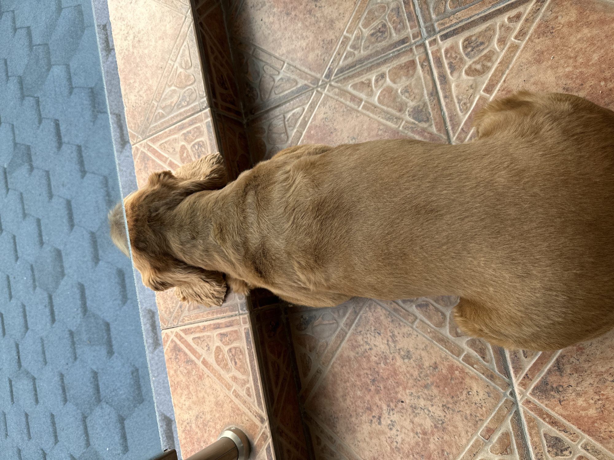 An overhead view captures a golden-brown dog lying prone on a patterned terracotta-tiled surface. The dog's body displays short, trimmed fur, with longer, feathered fur visible on its ears. It faces away from the camera, looking through a clear glass pane that bisects the upper portion of the frame. Beyond the glass, an external roof structure is visible, composed of dark gray, hexagonal asphalt shingles. The scene depicts an interior or balcony vantage point in Sofia, Bulgaria.