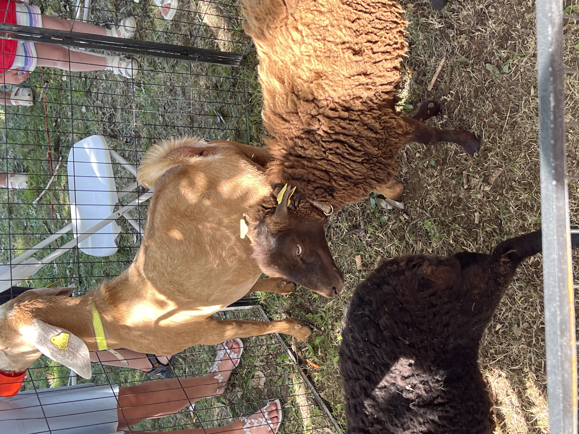 An outdoor scene depicts several farm animals, specifically goats and sheep, within a fenced enclosure. A light brown goat with a yellow tag in its ear, numbered "5632", stands prominently. Next to it, a darker brown sheep with curly wool is visible, and a black sheep is partially visible in the foreground. Several people, including children, are standing outside the fence, observing the animals. One child is wearing a light blue dress, another a red shirt and striped shorts, and another is wearing sandals with butterfly embellishments. A white folding chair is also present within the enclosure. The ground is covered with dry grass and scattered leaves. The scene appears to be a public event or petting zoo.