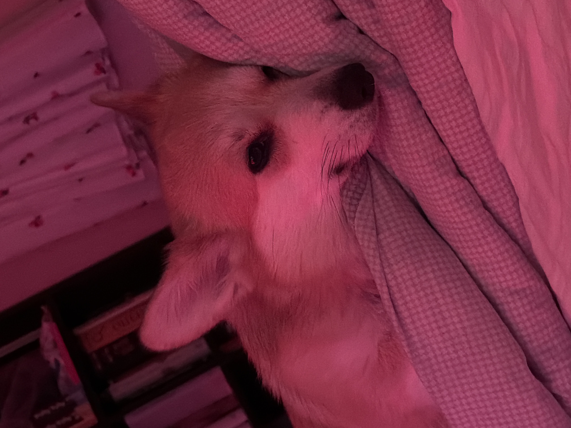 A tan-colored dog is lying in a bed with pink and grey covers. The dog's head rests on the covers with its nose facing up. A bookcase is visible in the lower left corner of the image. The location is not discernible from the image.
