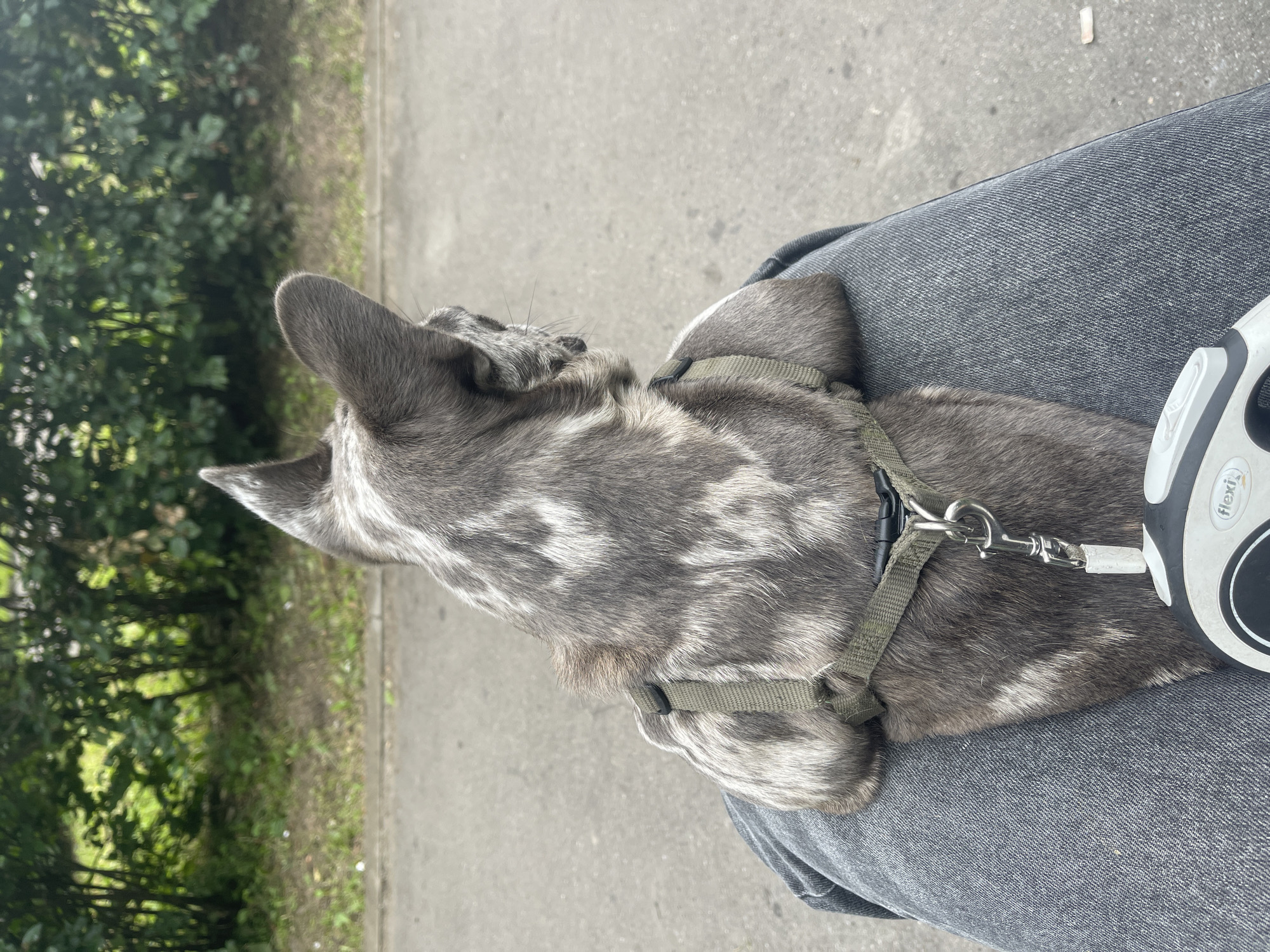 The image shows a close-up, over-the-shoulder view of a dog wearing a harness, sitting on a person's lap. The dog has distinctive grey and white brindle fur and large, pointed ears. A retractable leash handle is visible in the lower right corner, partially obscuring the dog's back. The dog appears to be looking away from the camera, towards a paved path or road, bordered by greenery. The person's grey jeans are visible, providing a surface for the dog to sit on. The background consists of trees and foliage, suggesting an outdoor setting. The image is undated and does not provide any specific information about the location within the city of Khimki, Russia.
