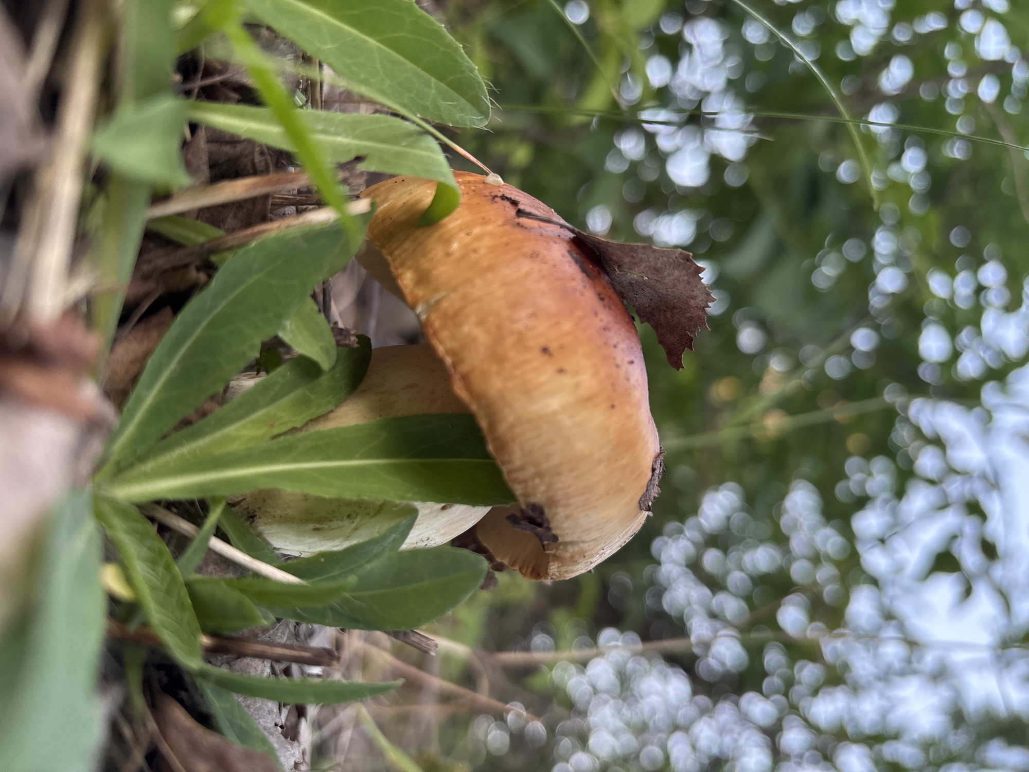 A close-up, low-angle shot focuses on a single mushroom growing amongst green foliage and dry leaves. The mushroom has a distinct, smooth, orange-brown cap with a small, dark brown, dried leaf resting on its surface. The stem of the mushroom is light in color and appears slightly ribbed. The background is blurred, featuring soft, circular bokeh lights, suggesting a natural, outdoor environment such as a park or woodland in Imatra, Finland. There are no people or animals visible in the image. The lighting is natural, with sunlight filtering through the trees.