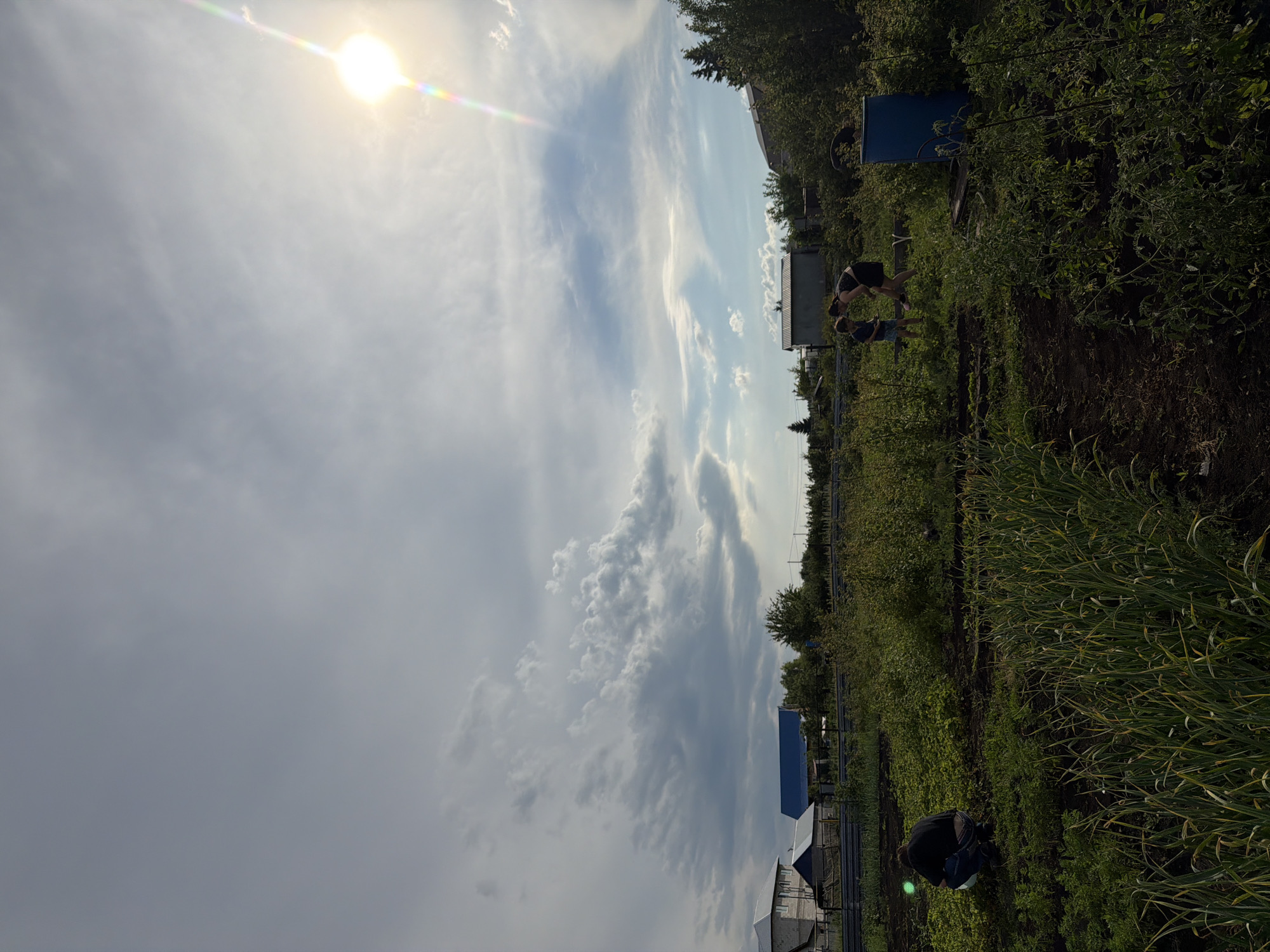 The image depicts an outdoor scene under a cloudy sky with the sun shining through, creating a lens flare. The perspective is tilted, making the sky take up a significant portion of the frame.
In the middle ground, a garden or farm area is visible, with rows of green plants. Several people are present in this area. Two individuals, one appearing to be an adult and the other a child, are standing and interacting amidst the plants. Further in the background, another person is crouched down, possibly engaged in gardening activities.
Various man-made objects are scattered throughout the scene. A large blue barrel or container stands out amongst the greenery. In the distance, there are some structures that resemble small buildings or sheds, one with a silver exterior and another with a white roof. A fence runs along the edge of the garden area.
The overall impression is of a day spent outdoors in a rural or semi-rural setting, possibly for agricultural work or leisure in a garden. The time of day appears to be late afternoon or early evening, given the angle of the sun and the lighting conditions. The weather seems to be fair, with clouds interspersed with sunshine. No text is visible in the image.