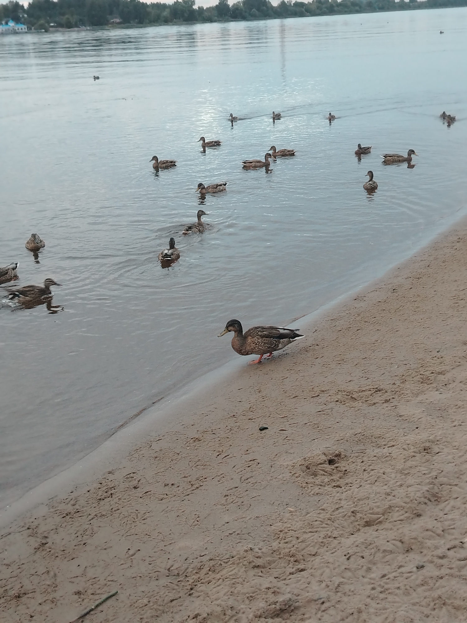 A flock of ducks swims and walks along the sandy shore of a river in Fedorino, Russia. The water is calm and reflects the overcast sky. On the far bank, a line of trees forms the horizon. In the foreground, a single duck stands on the wet sand near the water's edge, its reflection visible in the shallow water. Several other ducks are spread across the river, some swimming in a line and others scattered. The sand is imprinted with numerous small tracks, likely from the ducks. The overall scene depicts a natural environment, suggesting a peaceful day by the river.
