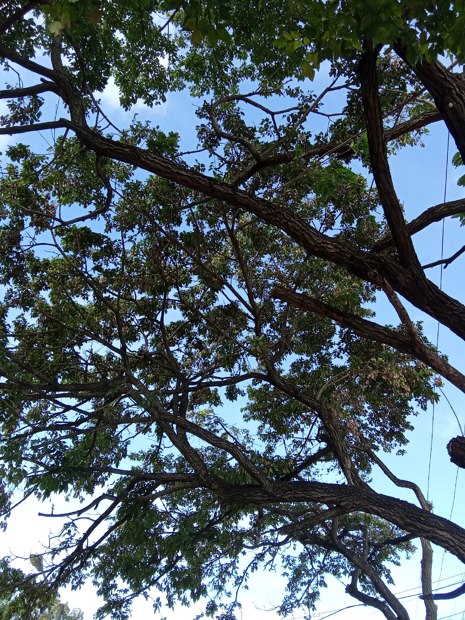 The image depicts a view looking up through the canopy of a tree in Juan Griego, Venezuela. The blue sky is visible through gaps in the foliage and branches. The tree branches are dark and textured, supporting green leaves.