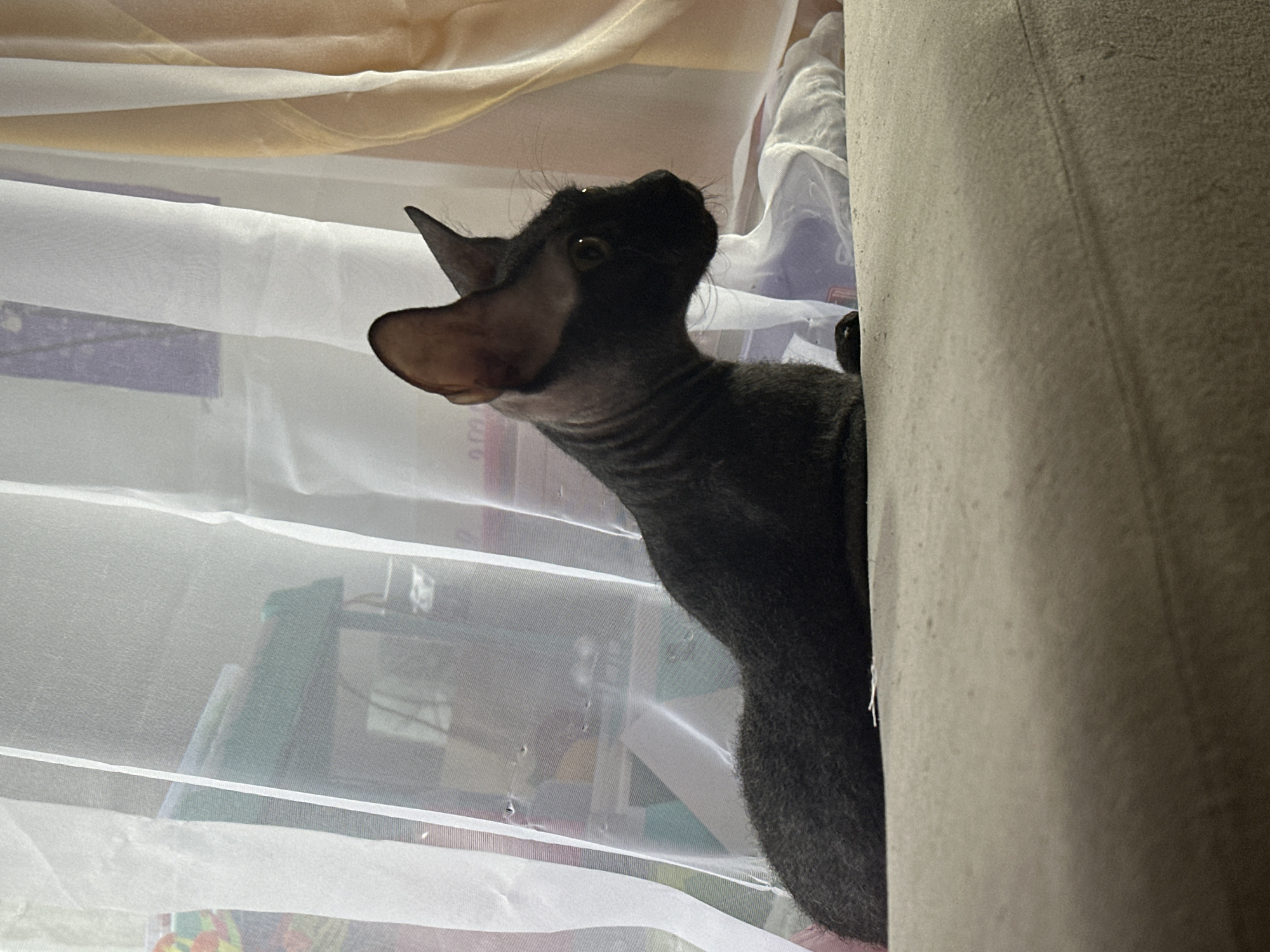 A dark-colored Sphynx cat is depicted in an indoor setting, likely peering from behind a piece of furniture. The cat occupies the central left portion of the image, with its head tilted upwards and to the left, exhibiting large, prominent ears and characteristic wrinkled skin. Its eyes are open, reflecting a sense of curiosity or alertness as it looks beyond the frame.
The cat is positioned against a backdrop of sheer white curtains, which have horizontal bands and allow diffused light to filter into the room. Above these, a warmer, lighter-toned opaque curtain is visible. To the immediate right of the cat, a large, light-beige upholstered surface, likely the back of a sofa or armchair, partially obscures the cat's body. Behind the sheer curtains, blurry shapes and colors suggest other objects within the room, such as furniture or decorative items.
The lighting indicates daytime, with soft, ambient light illuminating the scene. No discernible text is visible in the image. The overall impression is one of a domestic animal observing its surroundings in a typical home environment in Chaikovsky, Russia.