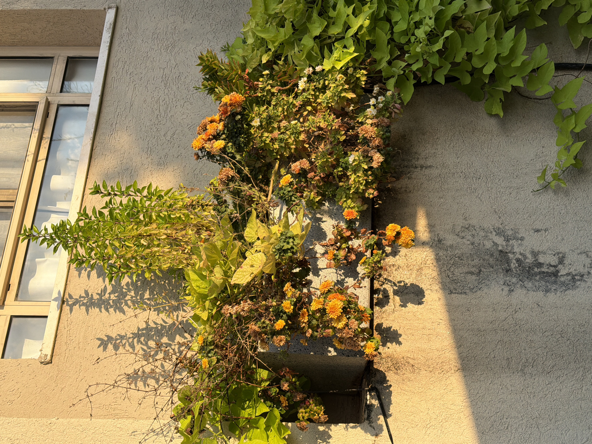 The image captures a close-up view of a planter box attached to a light beige, textured wall in Gedera, Israel. The planter is overflowing with a mix of green foliage and orange chrysanthemums, some of which appear to be wilting. Tall, thin branches with sparse leaves are also present. A bright green vine with heart-shaped leaves is growing up the right side of the wall, partially obscuring the planter. Sunlight casts shadows of the plants and branches onto the wall, creating a dappled effect. Above the planter, a window with light-colored curtains is visible. The overall impression is of a sun-drenched exterior wall with a vibrant, albeit slightly overgrown, planter.