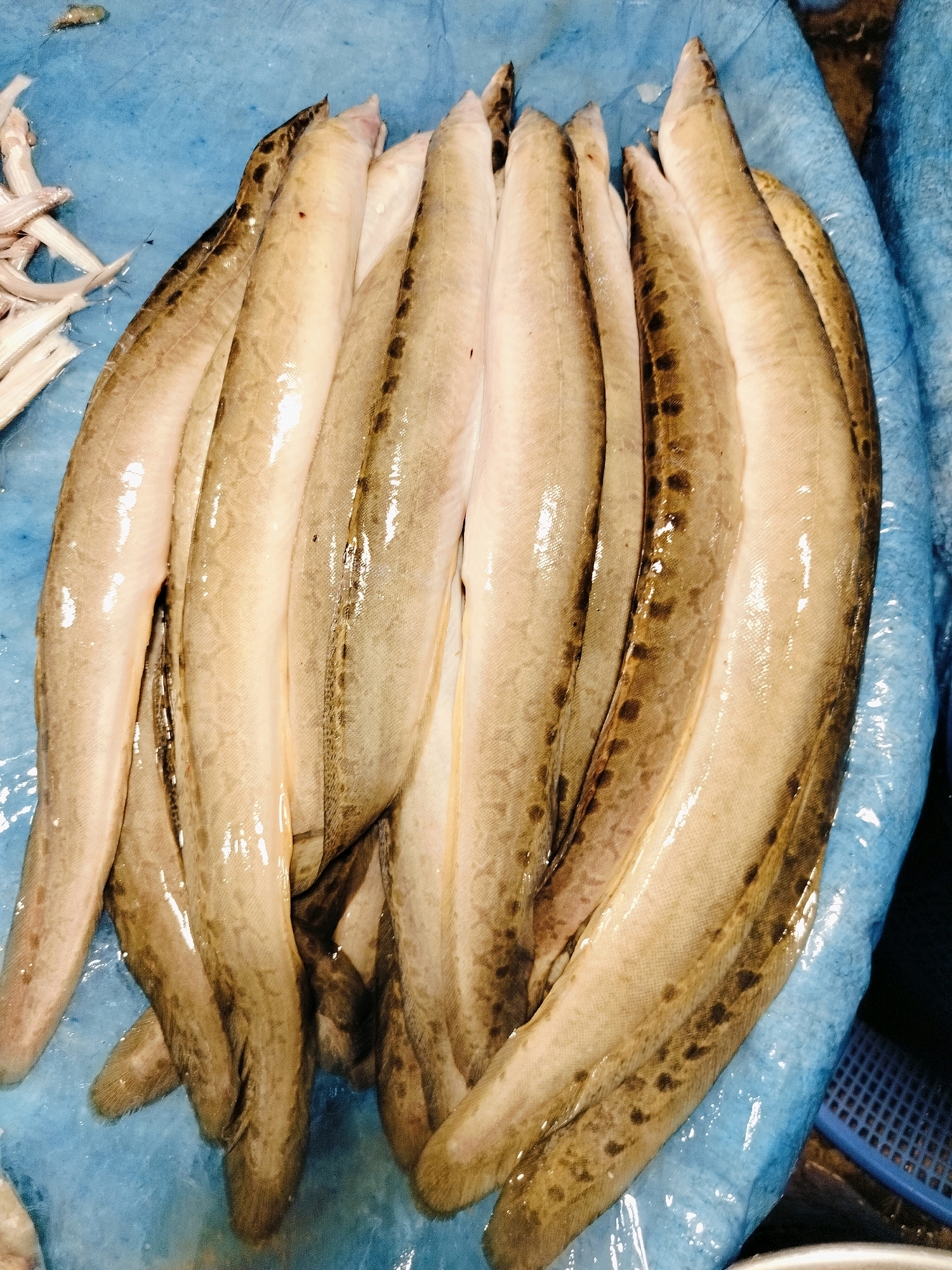 A close-up, overhead shot shows a pile of eleven cleaned and gutted eel-like fish laid out on a bright blue mat, likely for sale at a fish market in Dhaka, Bangladesh. The fish are pale with mottled brown markings and glistening with moisture. Some of the fish are partially obscured by others, creating a layered effect. A small, separate pile of smaller, translucent fish is visible in the upper left corner of the frame. The background is blurred, but suggests a market environment with hints of blue plastic and a dark area on the right. The lighting is bright, highlighting the texture and details of the fish.