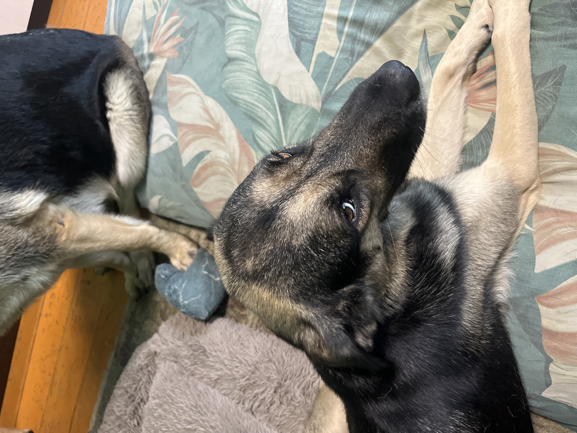 The image is a close-up, eye-level shot of two German Shepherd dogs. The dog in the foreground is facing right and looking upwards, with its head and upper body filling the majority of the frame. It has black and tan fur with a distinctive saddle marking on its back. Its eyes are amber and appear alert. The dog in the background is partially visible, with its hindquarters and legs showing. It is sitting on a floral patterned cushion. To the left of the foreground dog is a grey, plush dog bed and a blue chew toy. The background appears to be a wooden floor. There is no indication of location in Nizhny Tagil, Russia.