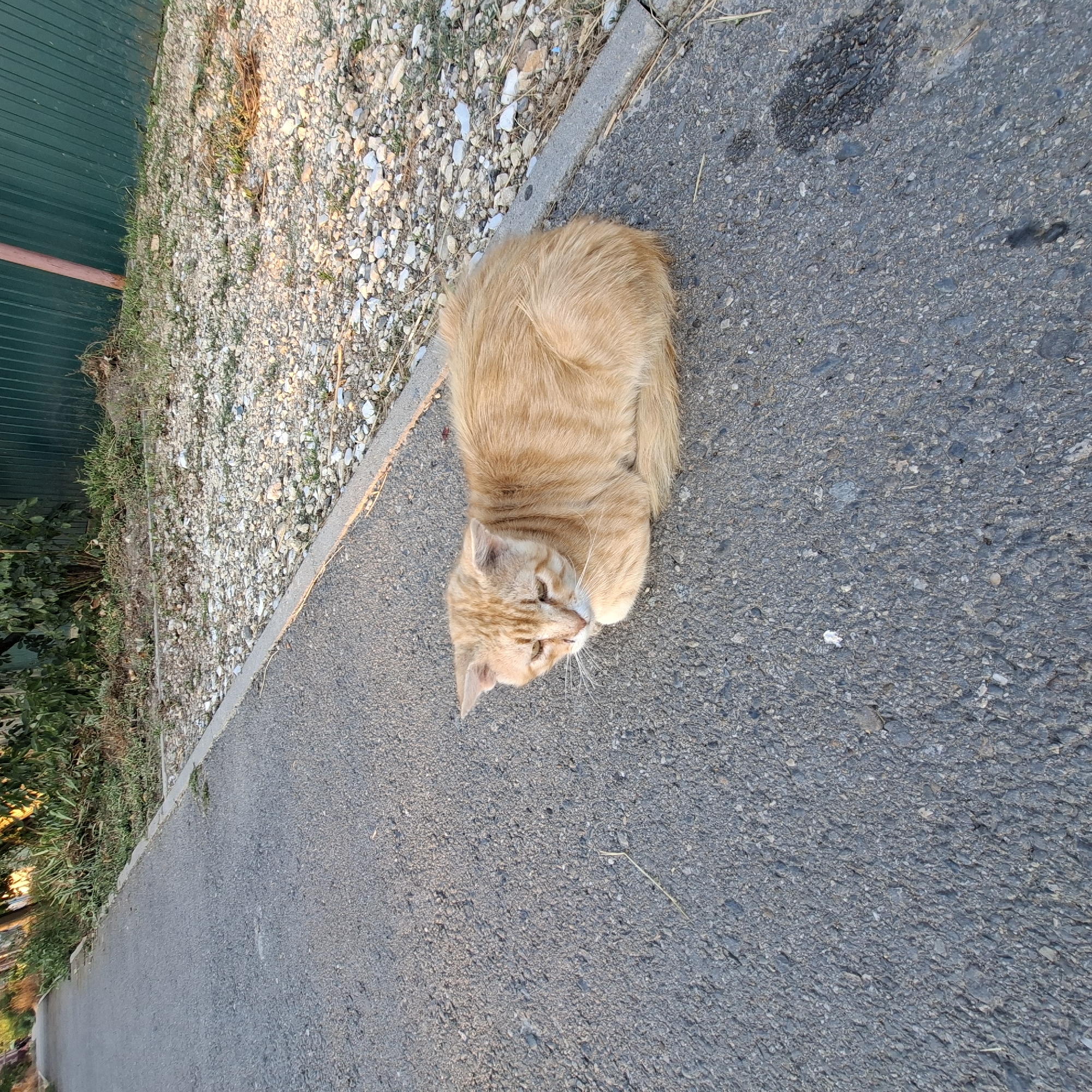 An orange tabby cat is lying curled up on an asphalt path next to a gravelly area and a green fence. The cat is facing to the left with its eyes partially closed. The path is paved and appears to be an outdoor walkway. The background shows green vegetation and a section of a green metal fence. The lighting suggests it is either early morning or late afternoon, with warm sunlight casting shadows.