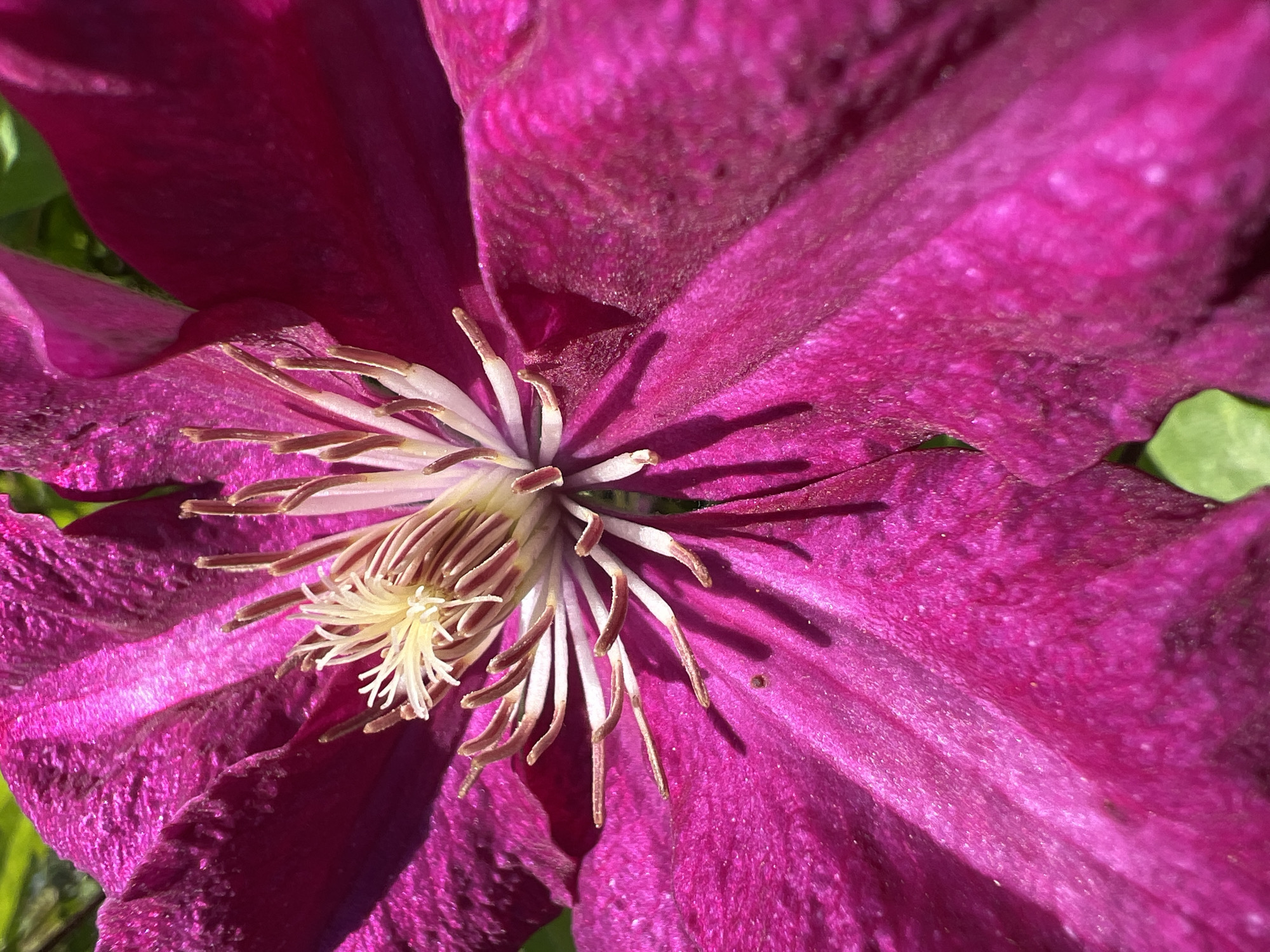 This is a close-up, outdoor, eye-level shot of a vibrant magenta clematis flower. The flower is the primary subject, filling the frame with its large, velvety petals. The center of the flower features delicate stamens with pale yellow anthers surrounded by white filaments, creating a stark contrast against the rich magenta of the petals. Sunlight illuminates the flower, casting subtle shadows and highlighting the textured surface of the petals. In the blurred background, glimpses of green foliage suggest a natural outdoor setting, likely a garden within the Кадзінскі сельскі Савет, Belarus. There are no people visible in the image.
