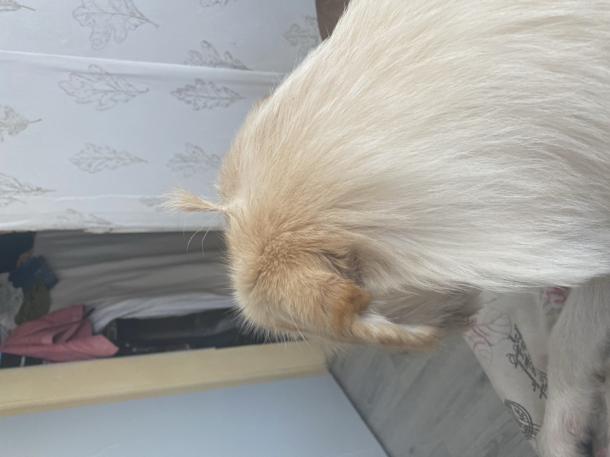 The image shows the rear of a light-colored dog, likely a Golden Retriever, from the back and side. A small tuft of fur stands upright on the dog's head, resembling a tiny ponytail. The dog's fur is fluffy and light blonde. In the background, a closet with clothing hanging is visible, with a patterned curtain to the right of the closet. The floor appears to be light-colored laminate. The scene is indoors, in what seems to be a residential setting. The location of Blagoevgrad, Bulgaria is not evident from the image.