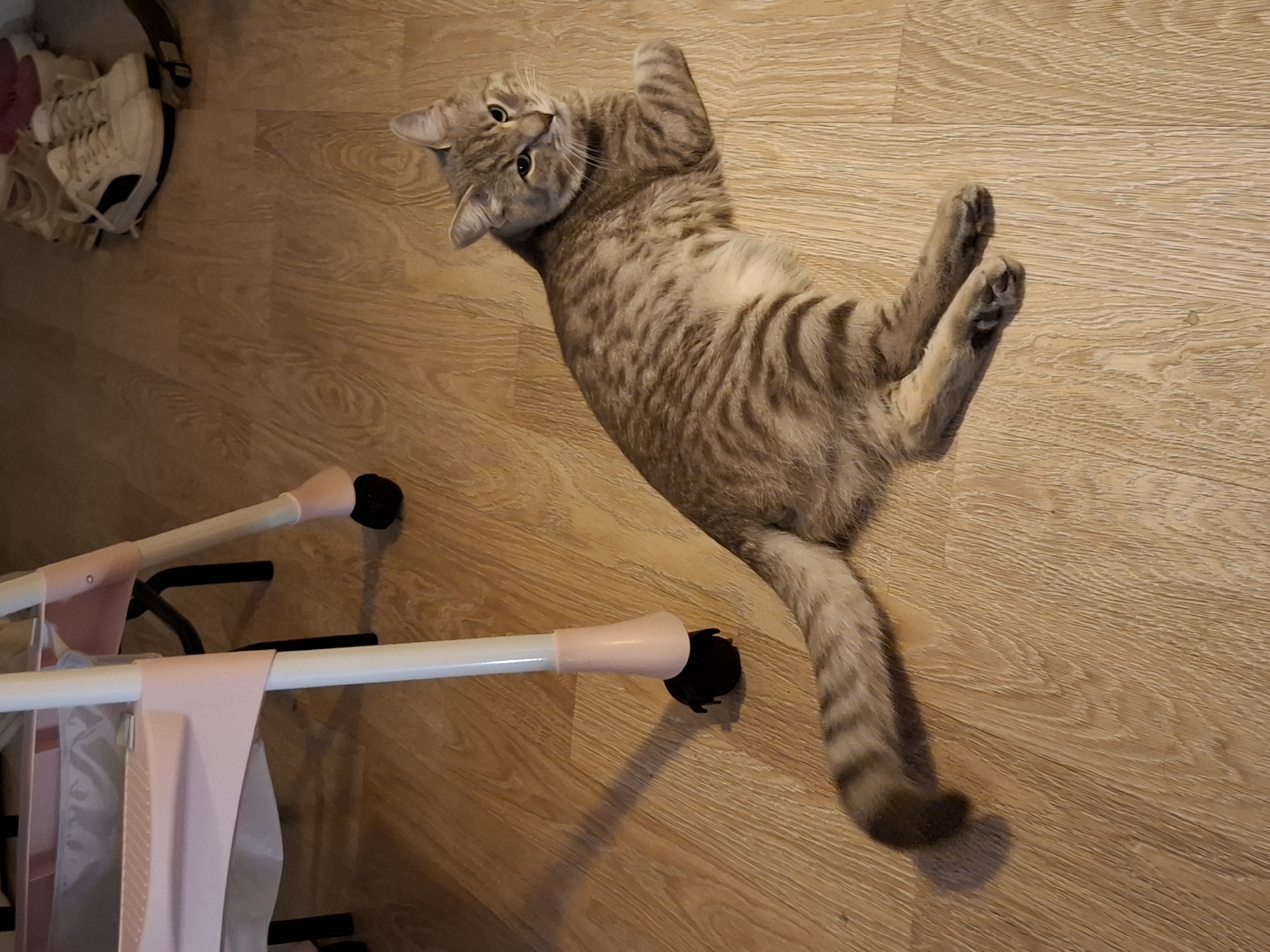 The image shows a tabby cat lying on a wooden floor. The cat is in the foreground, and a pink and white object, possibly a baby walker or a playpen, is in the background to the left. The cat is facing the viewer and appears relaxed. The floor is made of light-colored wood planks. The lighting suggests an indoor environment. There are no people visible in the image. The location of Zemun Urban Municipality, Serbia is not discernible from the visual information provided in the image.