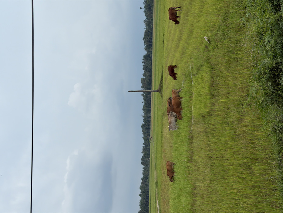 The image displays a rural landscape in Keudekarieng, Indonesia, under an overcast sky with visible clouds. A single black power line extends horizontally across the top of the frame. The primary subject is a large, vibrant green field, consistent with a rice paddy, populated by six cattle. Five of the cows are brown, varying in shade, while one is light tan or off-white. The animals are actively grazing on the vegetation; four are clustered near the center-left, one is positioned further left, and another further right. A tall, bare, dark-colored tree trunk or pole stands vertically in the mid-distance, slightly to the right of the frame's center. In the background, a dense line of trees forms the horizon. The immediate foreground consists of darker, denser green vegetation. No human individuals or structures are visible within the scene.