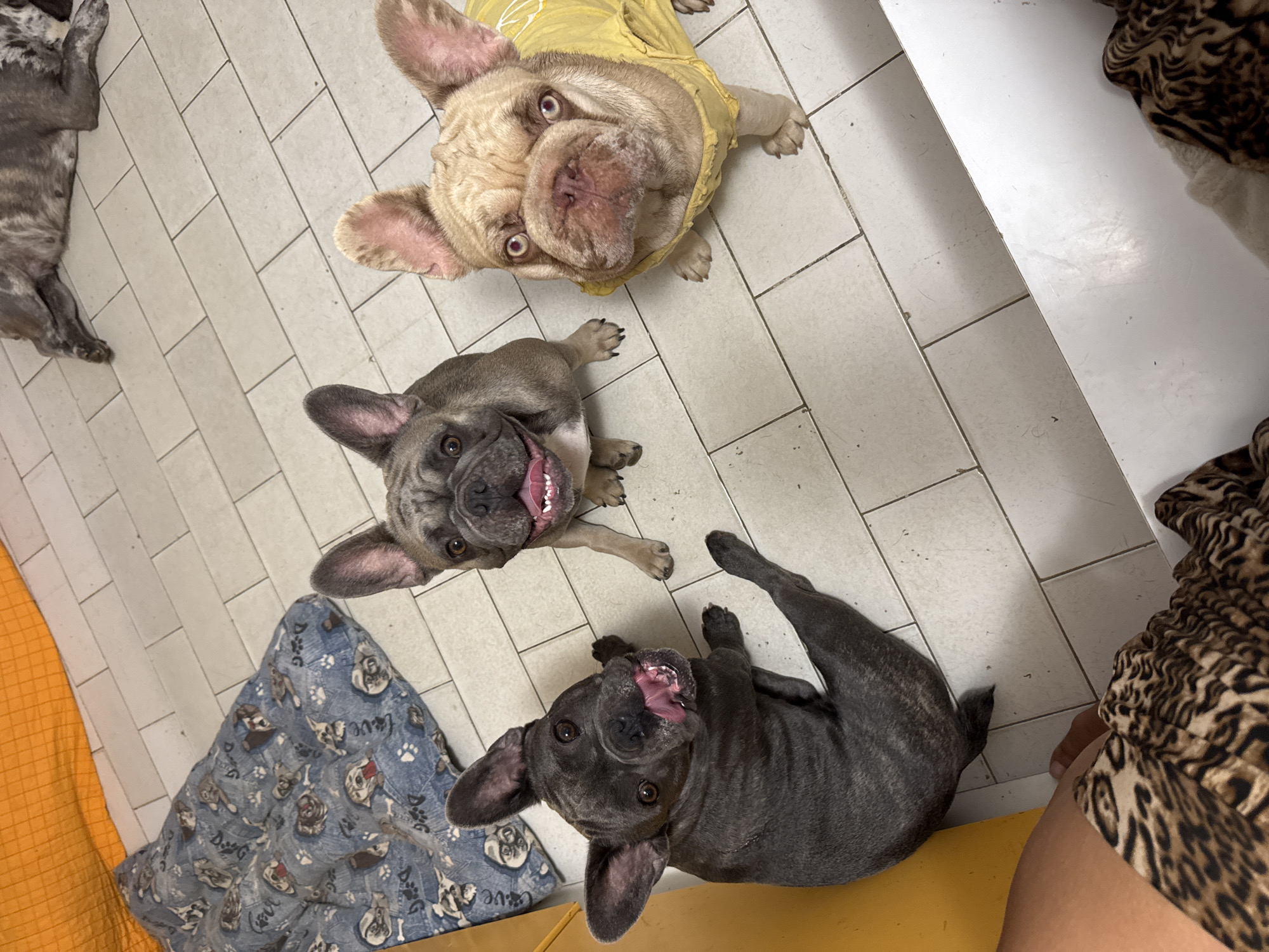 In San Benedetto del Tronto, Italy, a group of three French Bulldogs are gathered on a tiled floor. One dog, a brindle French Bulldog, is lying down in the background. In the foreground, two French Bulldogs are sitting. The dog on the left is a dark brindle French Bulldog with its tongue out, looking up at the camera. The dog on the right is a fawn French Bulldog wearing a yellow shirt, also looking at the camera. A blue dog bed with a pattern of dog faces is visible to the left, and an orange blanket is in the upper left corner. A person's legs, covered in a leopard-print garment, are in the bottom left of the frame. The scene appears to be indoors, possibly in a home or kennel.