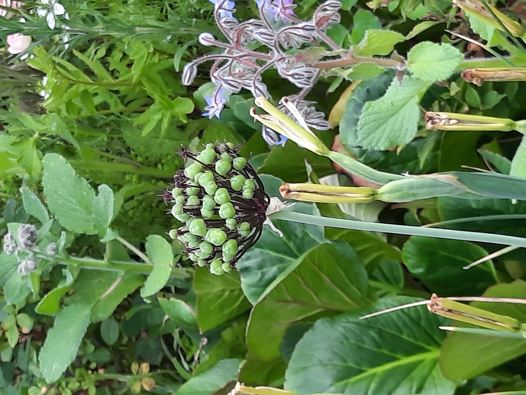 The image shows a close-up of various plants in a garden. In the foreground, a cluster of green, bulbous seed pods are visible on a dark stalk. To the right, a plant with delicate blue and white flowers, possibly borage, is in bloom. The background is filled with lush green foliage. The scene is set in a garden in Rosenheim, Germany, likely during the daytime as indicated by the natural lighting. No people or specific structures are visible.