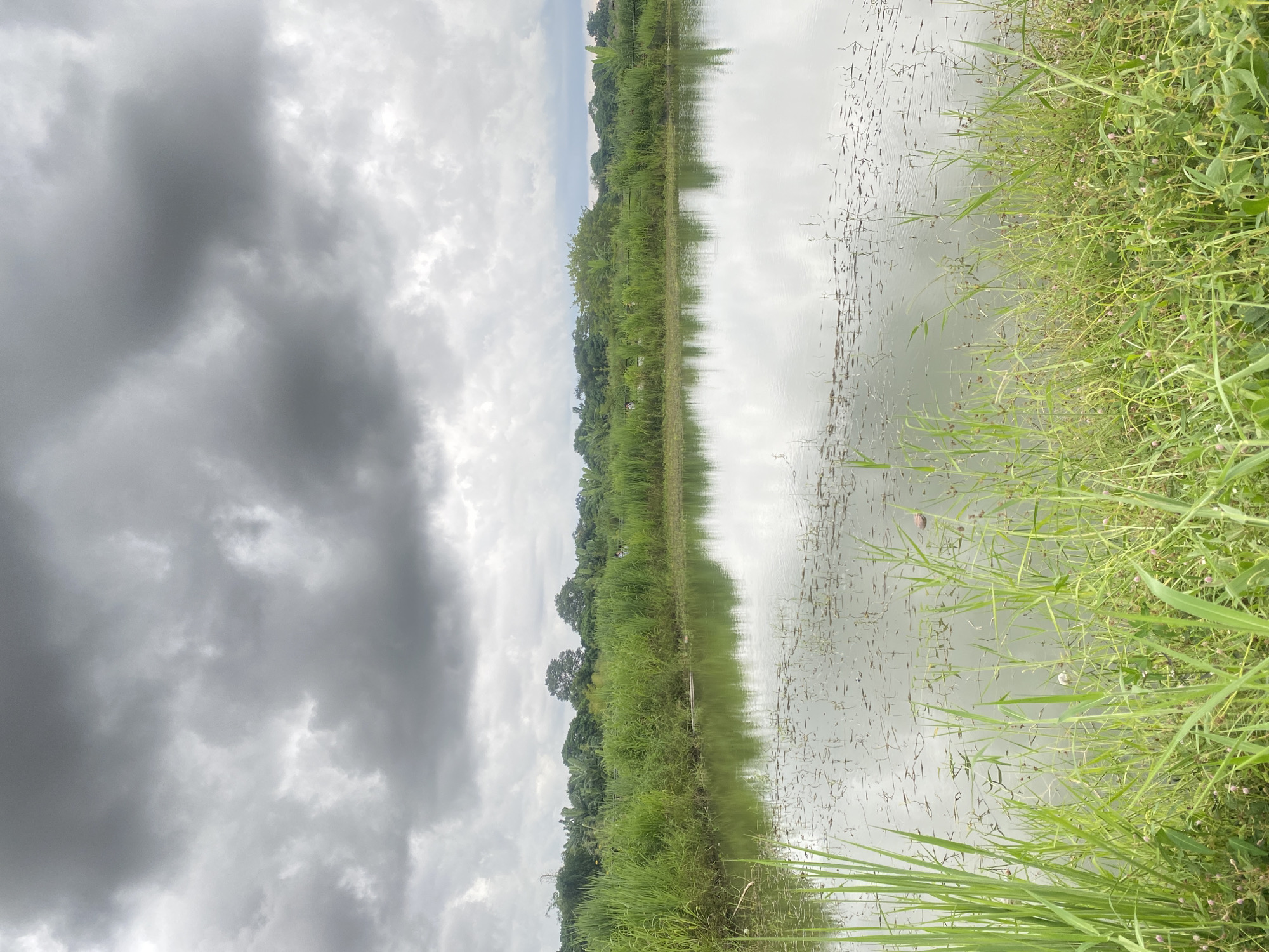 The image depicts a serene natural scene with a calm body of water in the foreground, reflecting the overcast sky. Lush green vegetation, primarily tall grasses and trees, lines the far bank of the water. In the distance, a dense line of trees forms the horizon, suggesting a rural or semi-rural setting. The sky is filled with dramatic, dark gray clouds, indicative of impending rain or stormy weather. The overall impression is one of tranquility and natural beauty, with a slightly somber atmosphere due to the cloudy sky. Given the abundance of tropical vegetation and the characteristic overcast skies often seen in the region, this scene could plausibly be located in a natural area within or on the outskirts of Davao City, Philippines, known for its diverse landscapes that blend urban development with natural environments.