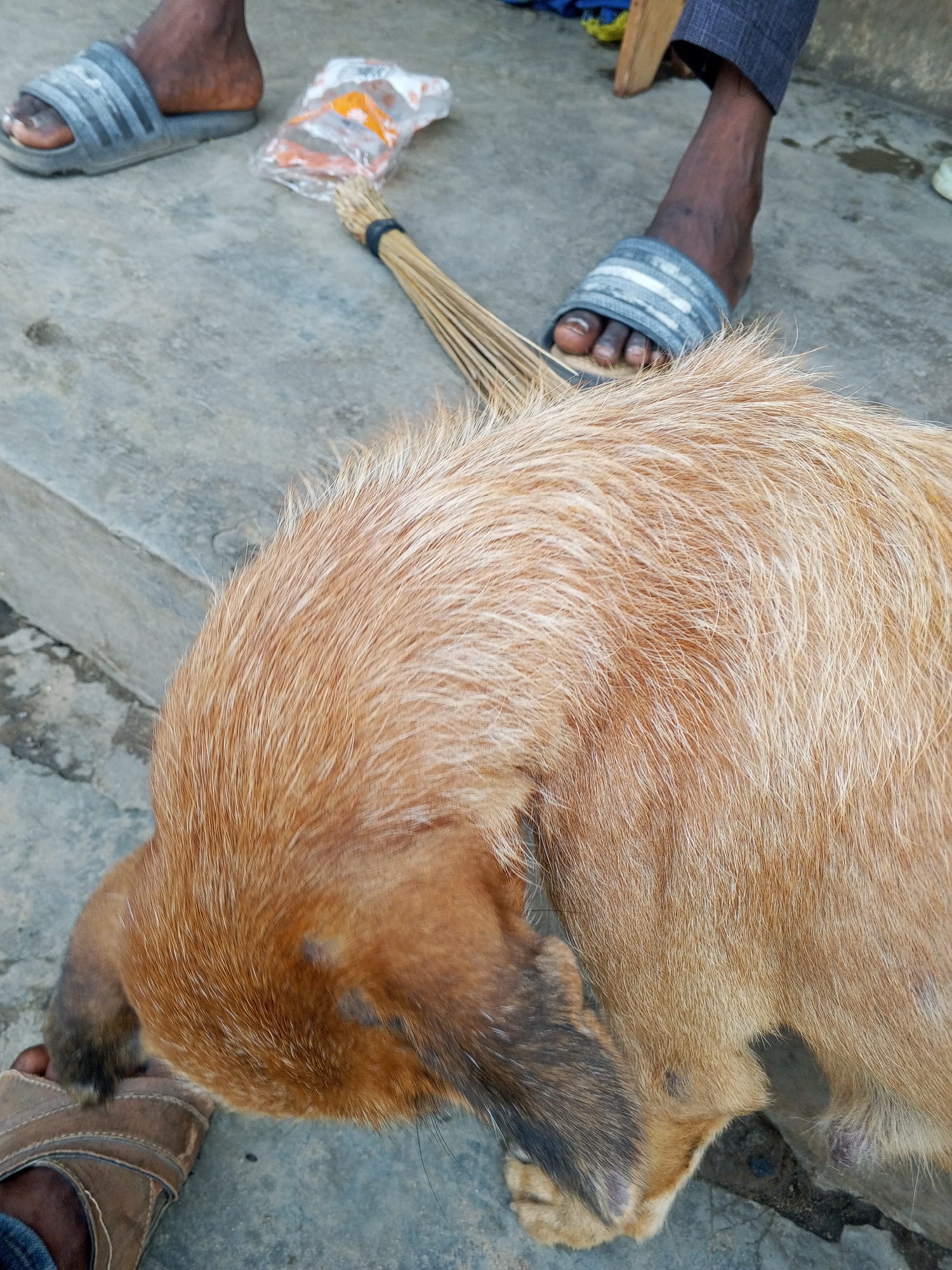 A tan dog is the central focus of the image, lying on what appears to be a concrete surface. The dog's head is turned downwards, obscuring most of its face. A person wearing a gray and white striped sandal is standing to the upper right of the dog, while another person wearing a brown sandal is standing to the lower left of the dog. A small broom and a plastic bag are visible behind the person in gray and white sandals. The setting seems to be an outdoor environment in the city of Unknown, Unknown.