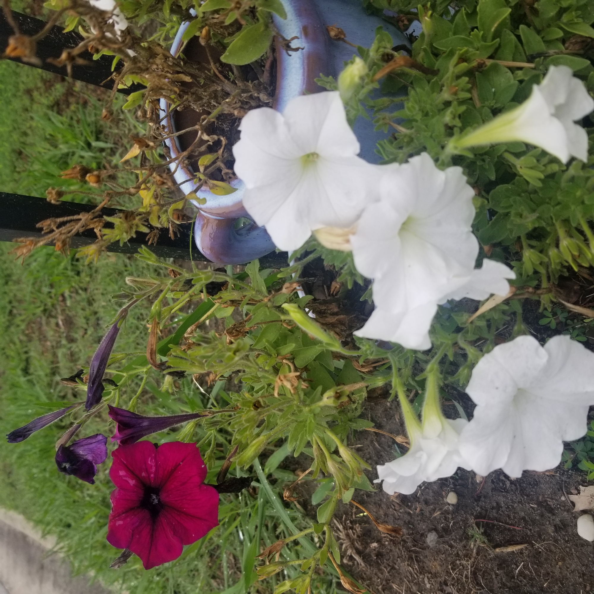 The image displays a cluster of petunias, some in bloom and others withered, in a pot. A large, deep pink petunia is prominent in the left foreground, accompanied by several white petunias. In the background, dark purple petunias are visible, some in bud form and others drooping. The flowers are situated amidst green foliage and dry, brown stems, suggesting a mix of healthy and aging plants. The pot itself is a ceramic planter with a gradient of blue and brown glaze. The surrounding environment appears to be outdoors, with a patch of green grass and dark soil visible. Small stones are scattered on the soil. The image is taken from a slightly elevated angle, looking down at the flowers. There are no people or animals present in the scene. The lighting suggests it may be daytime, with some overcast conditions or dappled sunlight. The image is composed in a way that focuses on the floral arrangement, with the background slightly blurred.