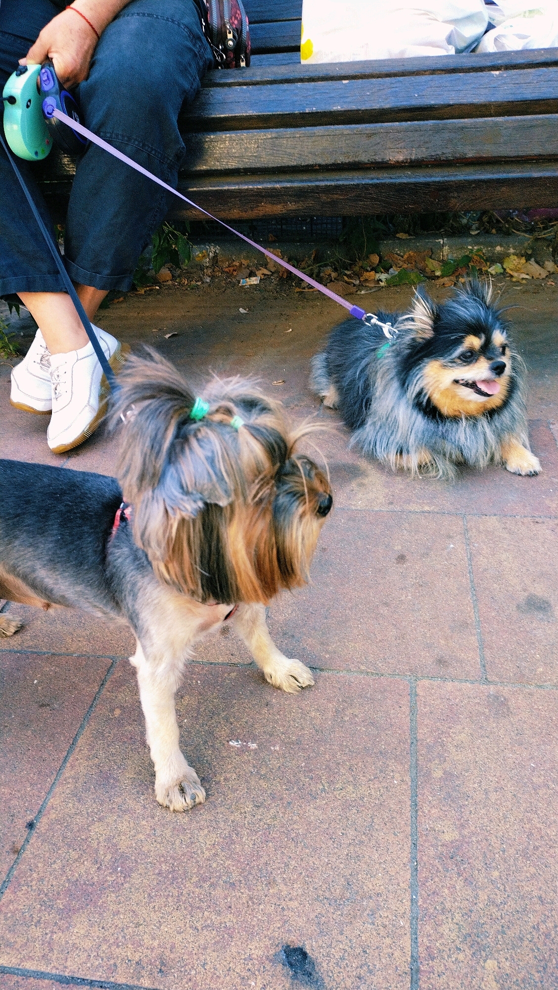 In Horishni Plavni, Ukraine, a person wearing dark jeans and white sneakers is seated on a wooden park bench. They are holding a light blue retractable dog leash. Two dogs are present: a Yorkshire Terrier with its hair tied up in green elastics, and a long-haired dog, possibly a Pomeranian mix, lying on the ground. Both dogs are leashed. The ground is paved with reddish-brown tiles. Bags are visible behind the bench, suggesting a public outdoor area.