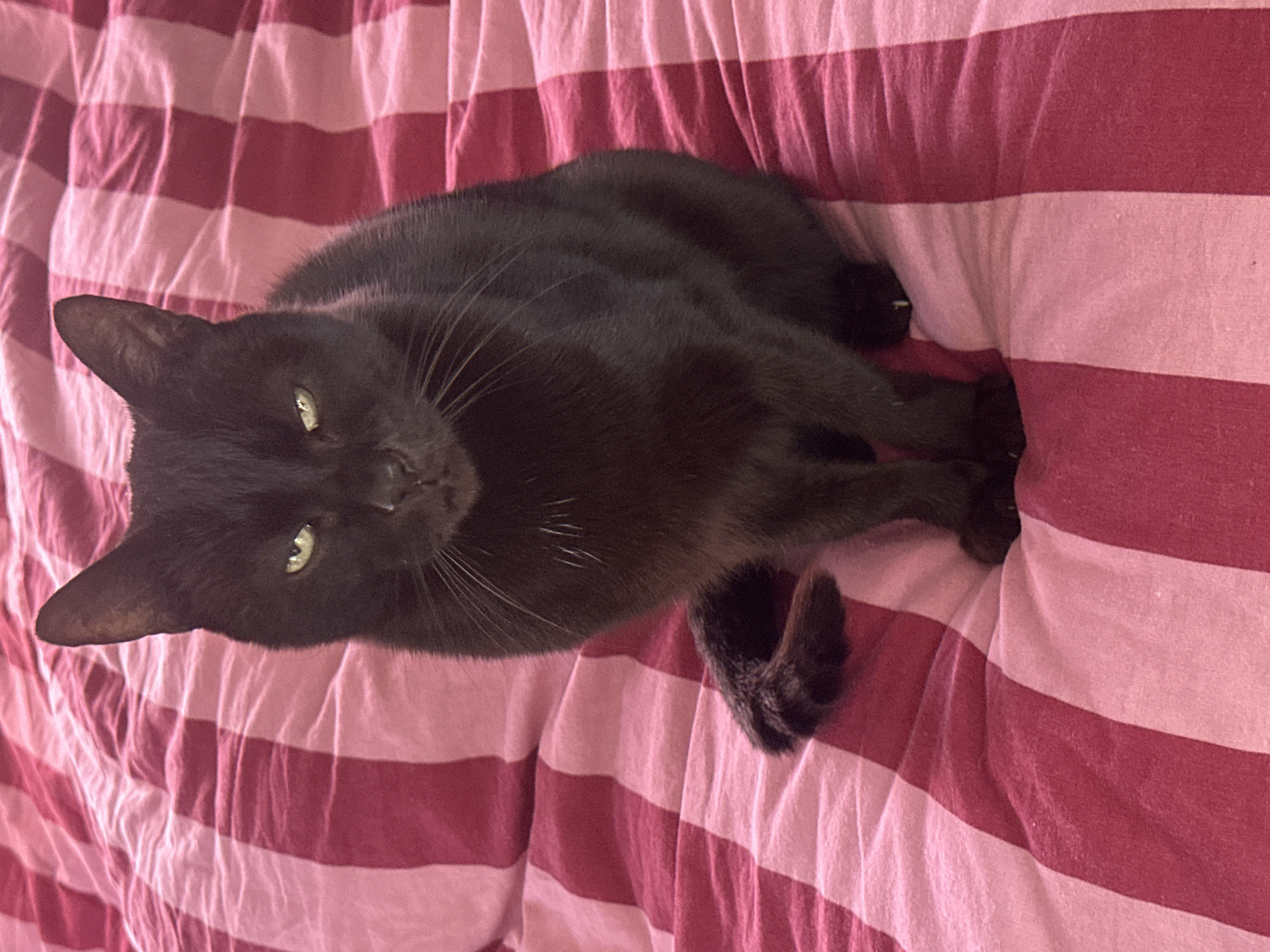 A black cat with green eyes is sitting on a pink and red striped bed. The cat is facing the camera with its front paws together. Its tail is curled around its body. The bed appears to be made of soft fabric, possibly cotton or linen. The lighting in the image is soft and natural, suggesting it was taken indoors during the daytime. There are no other people or animals visible in the image. The cat's expression is calm and alert. The image does not contain any information about the city of Thora, Australia.