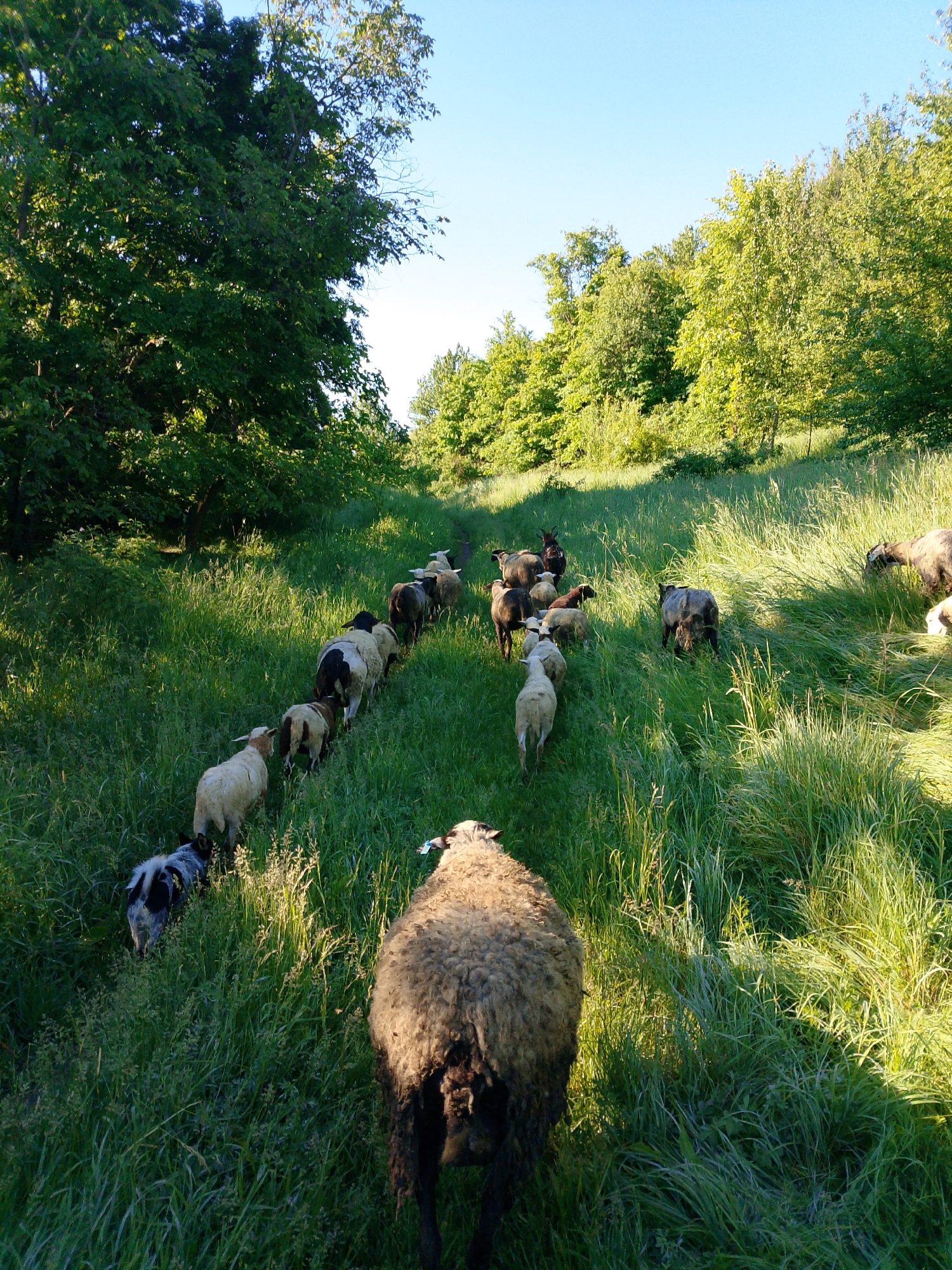 A herd of sheep is walking through a field of tall green grass, up a slight incline towards a line of trees in the distance. The sky is blue. The sheep are in a single file line, with the closest sheep to the camera being a large, heavily-wooled sheep with dark legs.