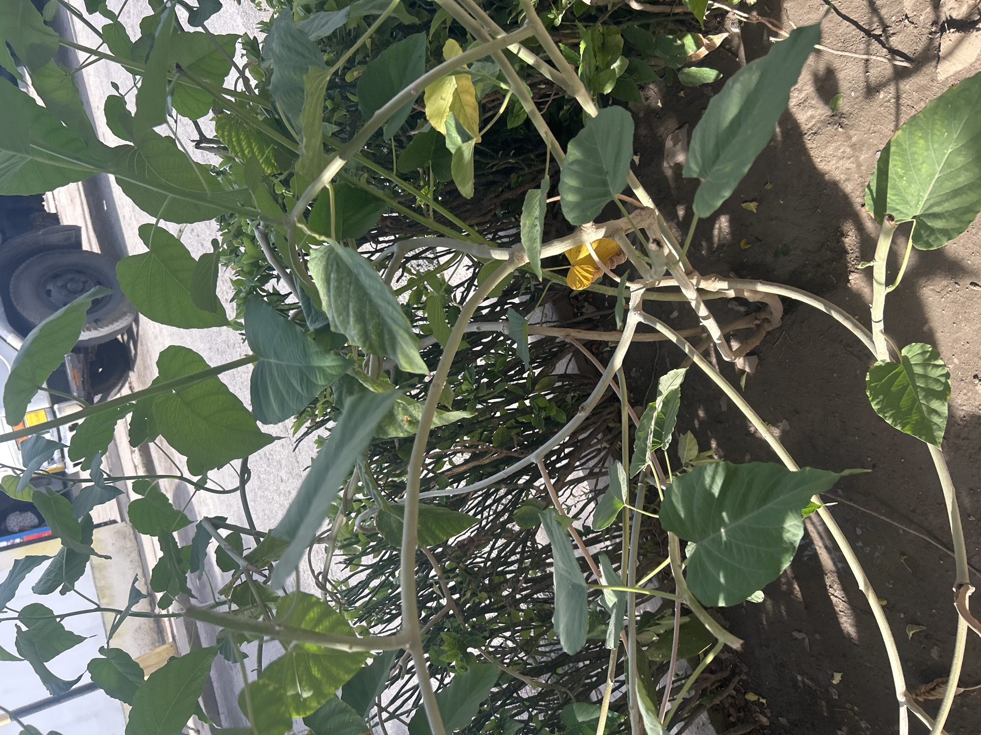 In Santa Ana, Venezuela, a close-up shot focuses on the intertwined branches and large, heart-shaped leaves of a lush plant. A single, bright yellow flower is visible, nestled among the foliage. The plant grows in dark soil, with a backdrop of dense green bushes and dry, thin branches. In the background, a paved road and the rear tire of a vehicle suggest an urban or semi-urban environment. The scene is illuminated by natural daylight, casting shadows on the ground.