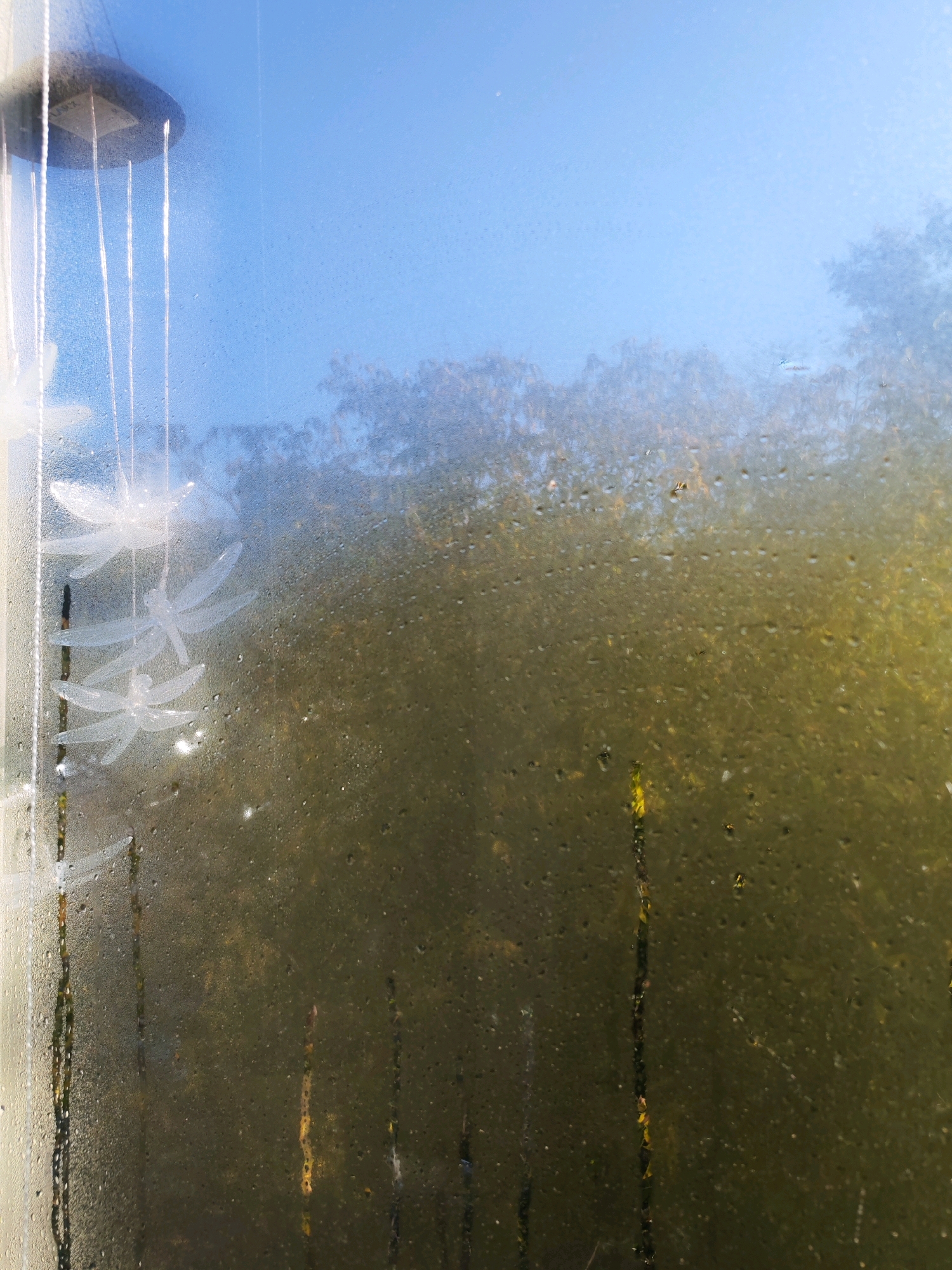 A condensation-covered window with a string of four white, translucent dragonfly decorations hanging on the left side. Outside the window, blurred trees are visible against a clear blue sky. The bottom half of the window shows streaks of water running down, obscuring the view of the trees. The scene suggests an indoor perspective looking out onto an outdoor environment, possibly a residential window in Izhevsk, Russia, given the context provided.